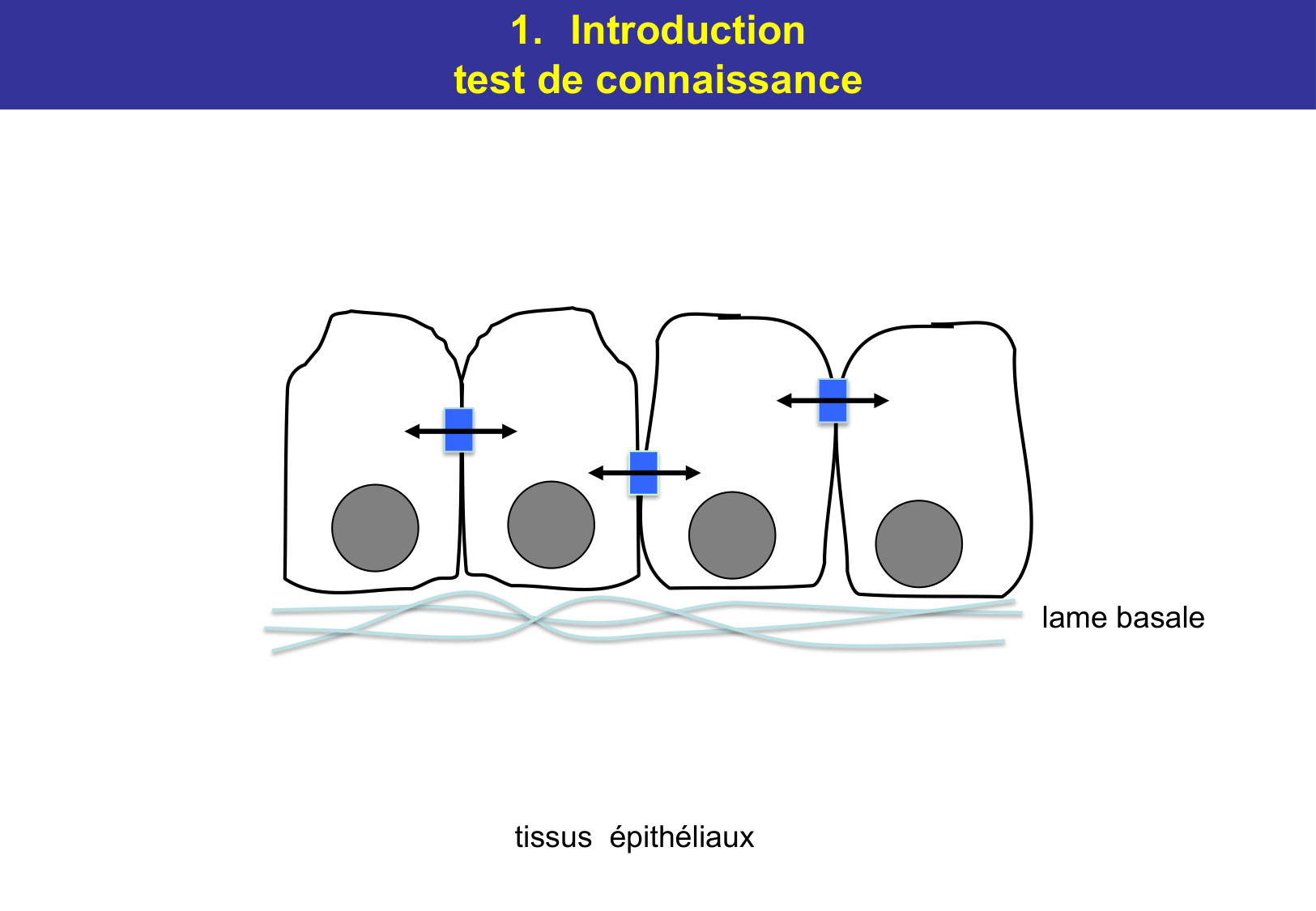 Tissu épithélial page 14