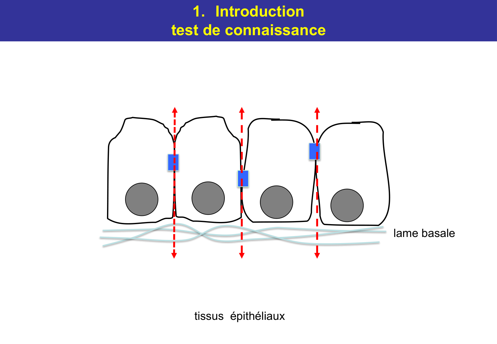 Tissu épithélial page 15