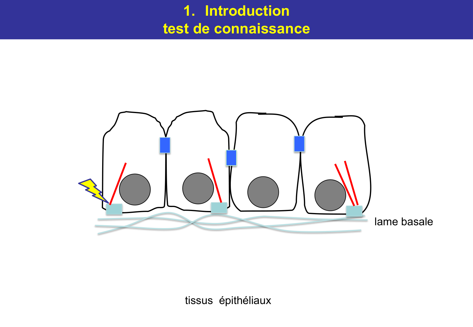 Tissu épithélial page 16