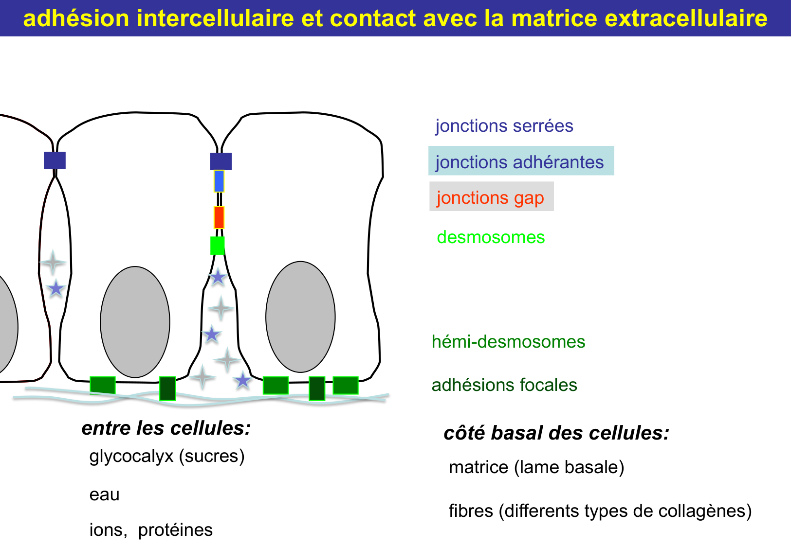 Tissu épithélial page 21