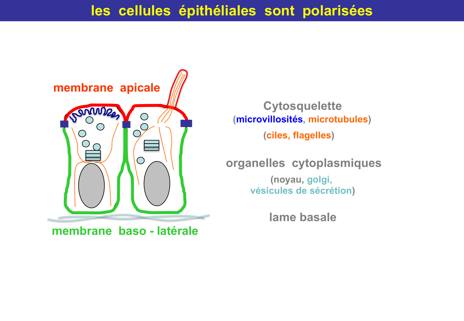 Tissu épithélial page 22