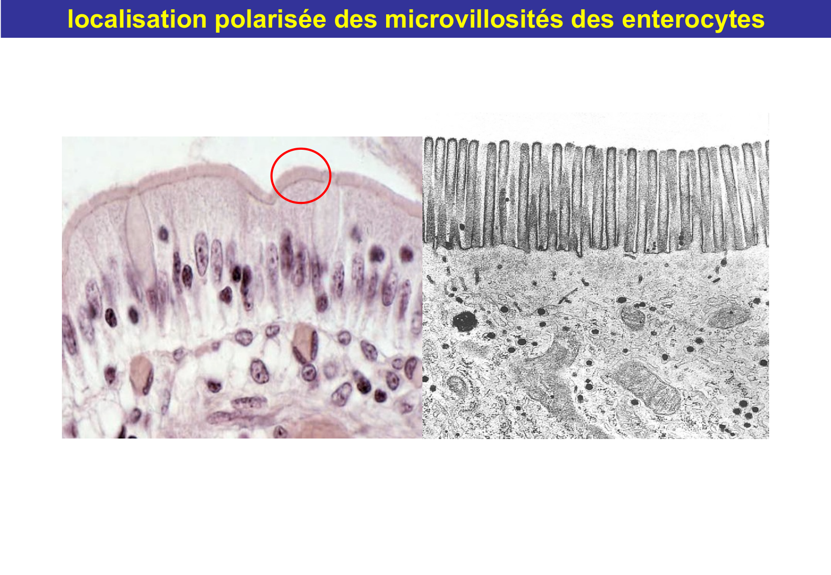 Tissu épithélial page 23