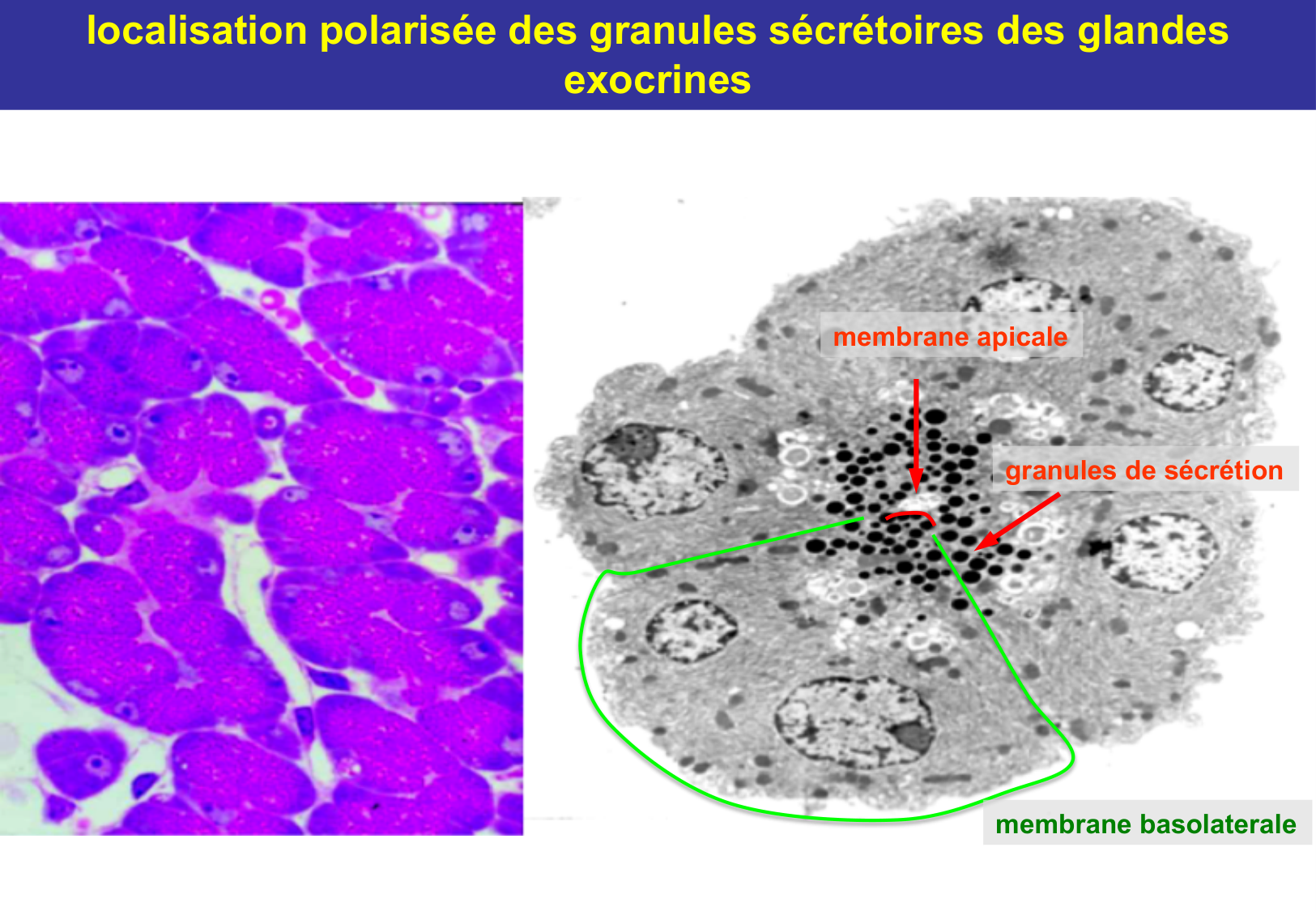 Tissu épithélial page 24
