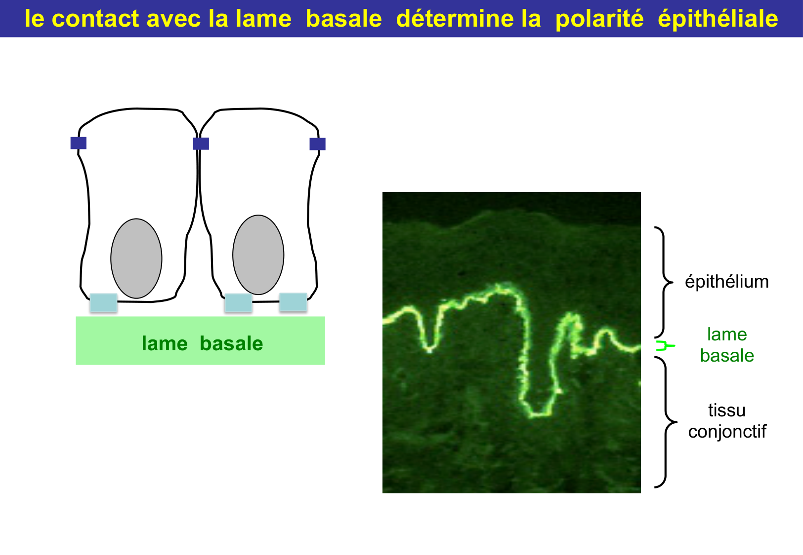 Tissu épithélial page 26