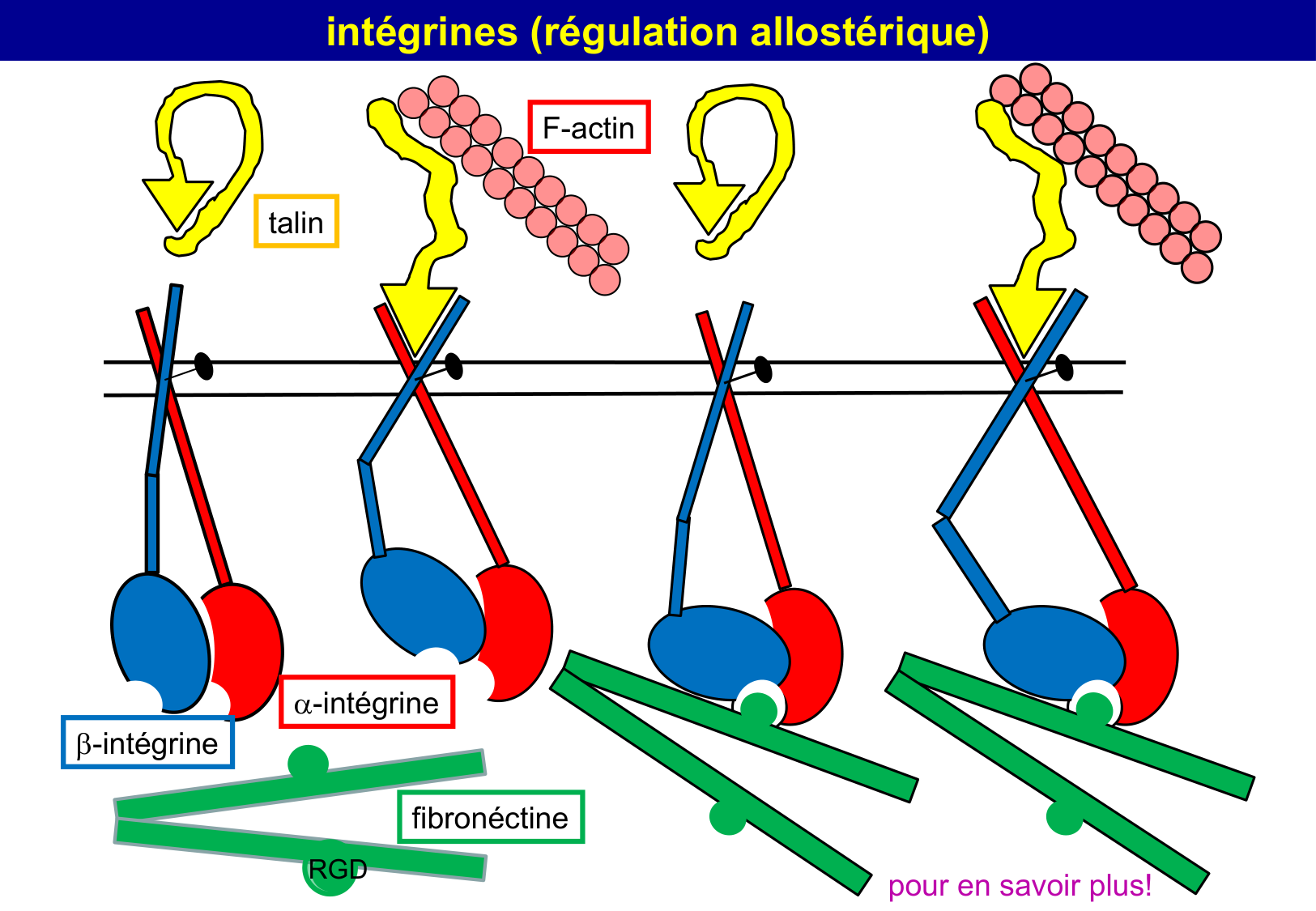 Tissu épithélial page 27