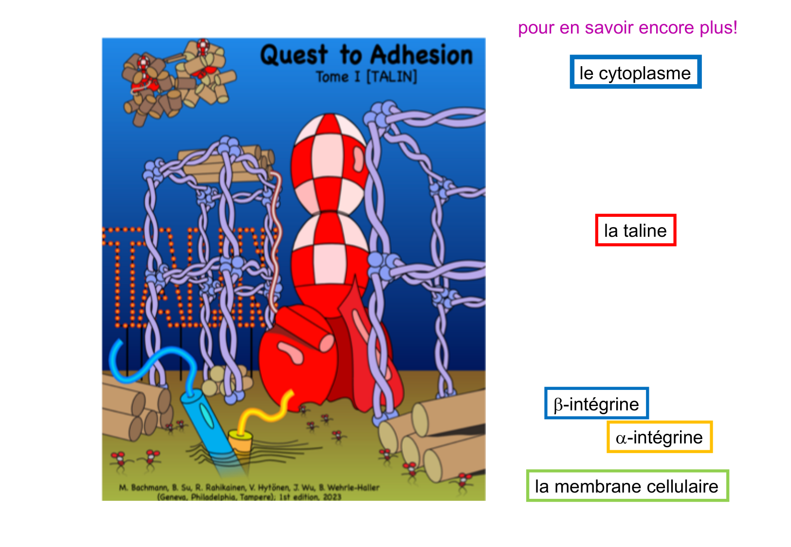 Tissu épithélial page 28