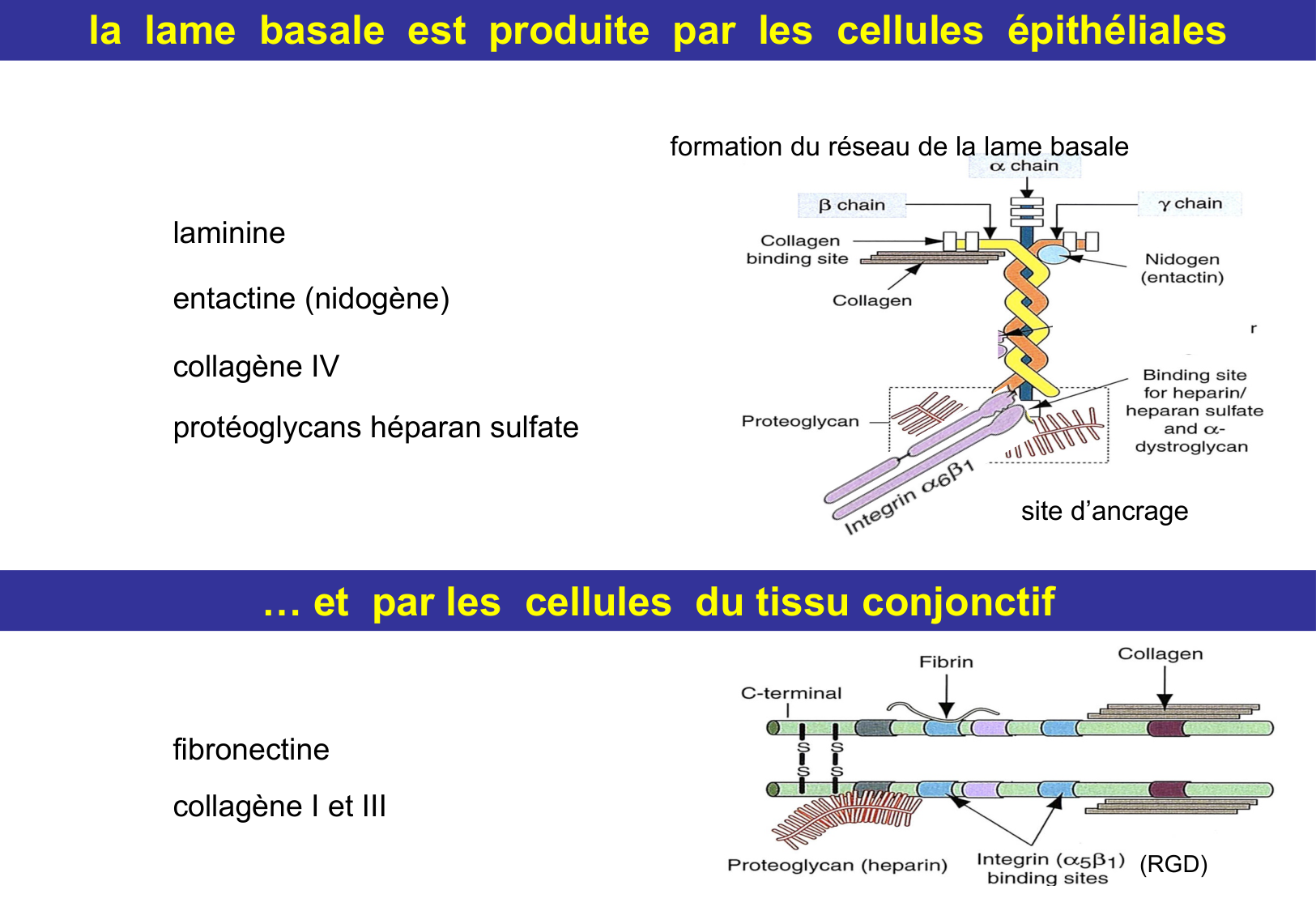 Tissu épithélial page 32