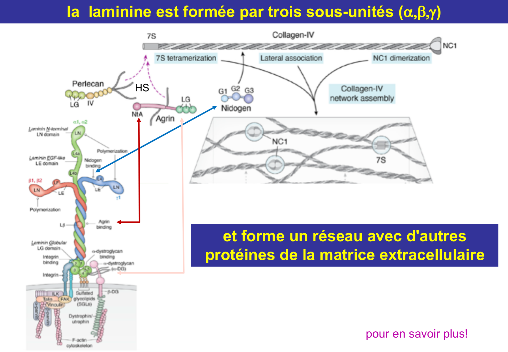 Tissu épithélial page 33