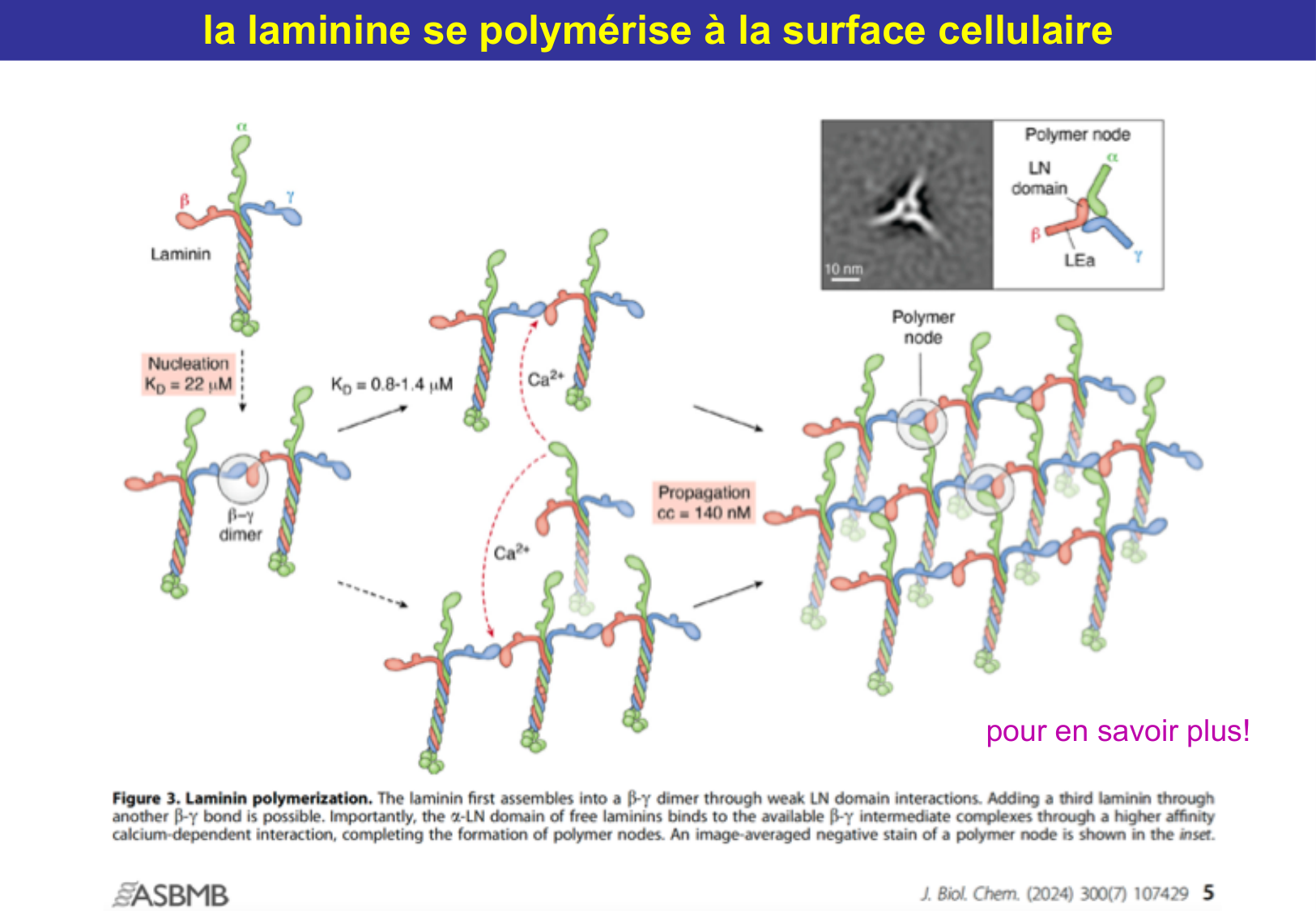 Tissu épithélial page 34