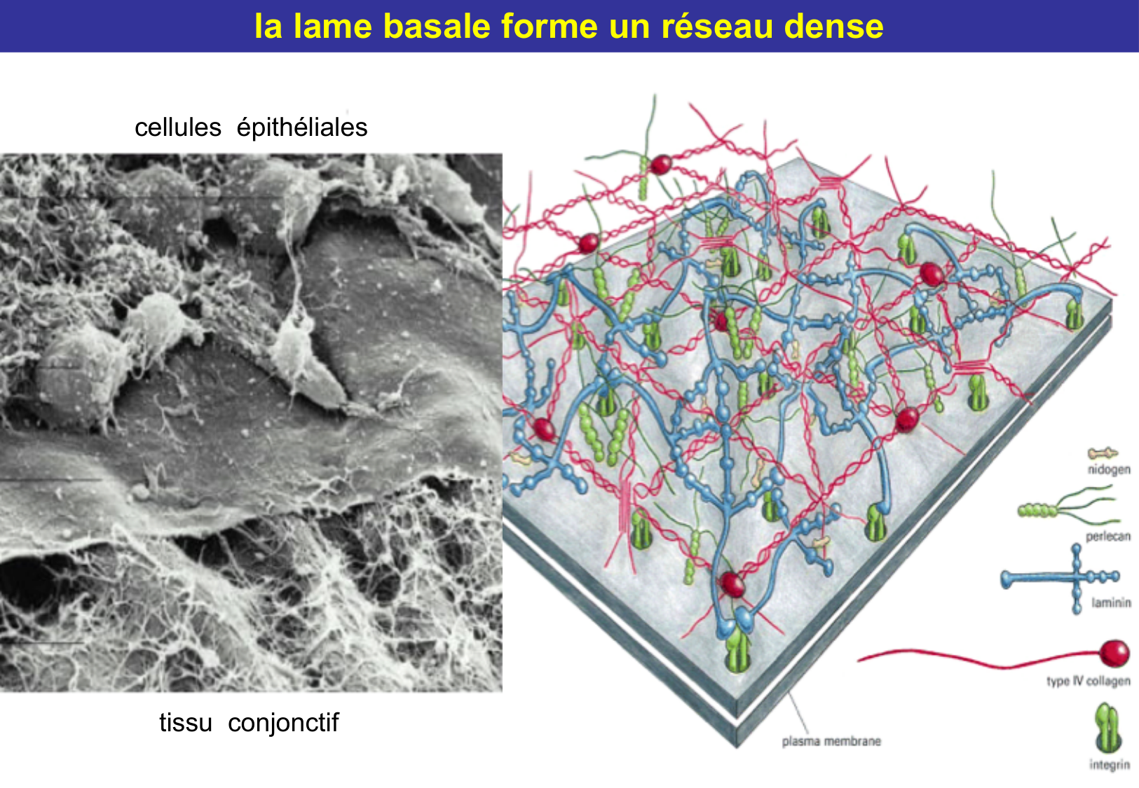 Tissu épithélial page 35