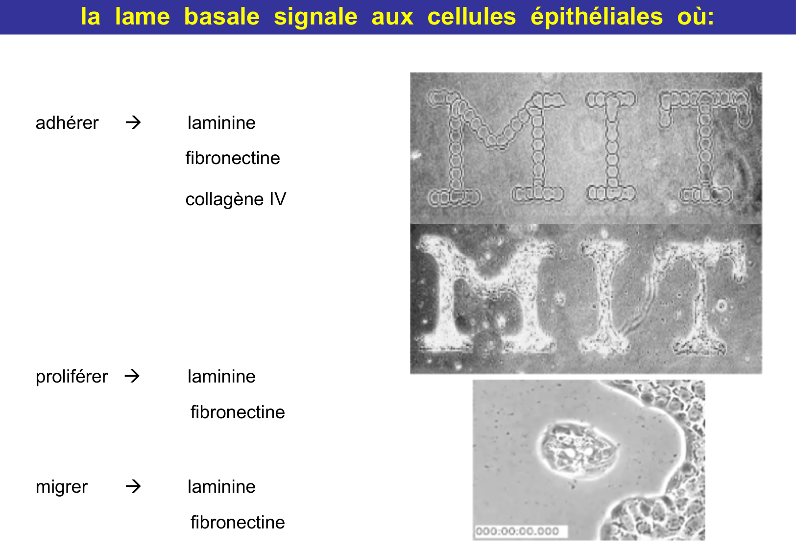 Tissu épithélial page 36