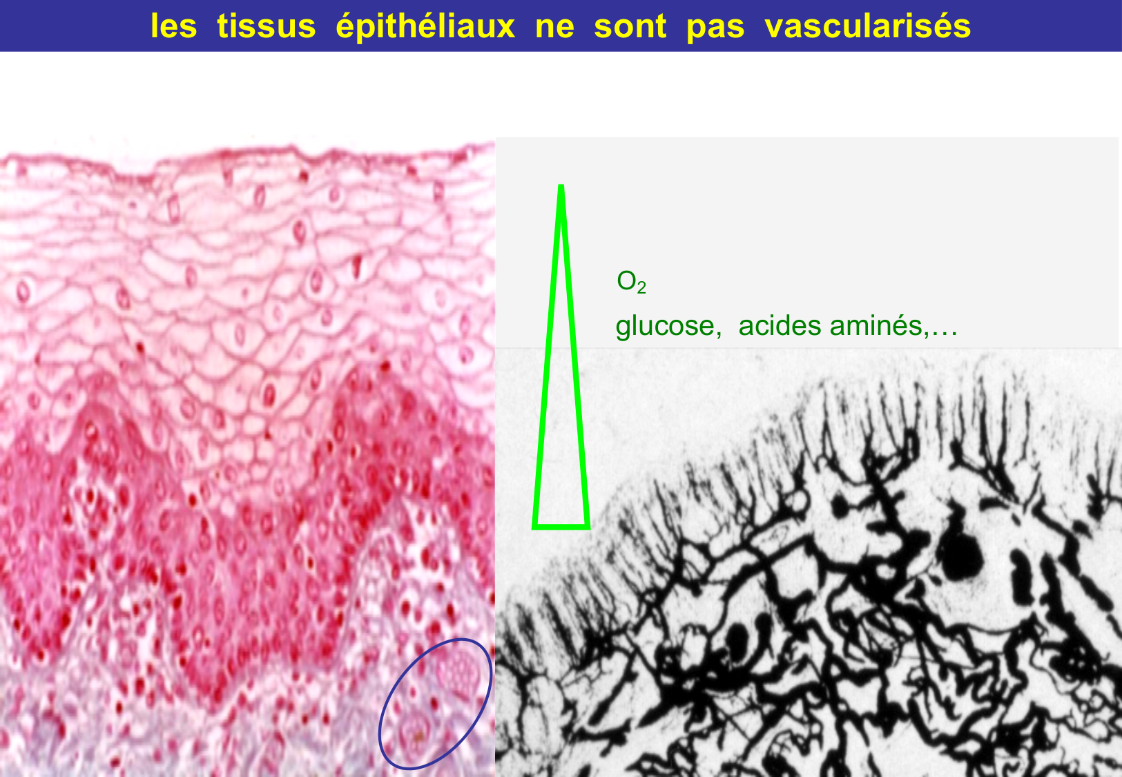 Tissu épithélial page 38