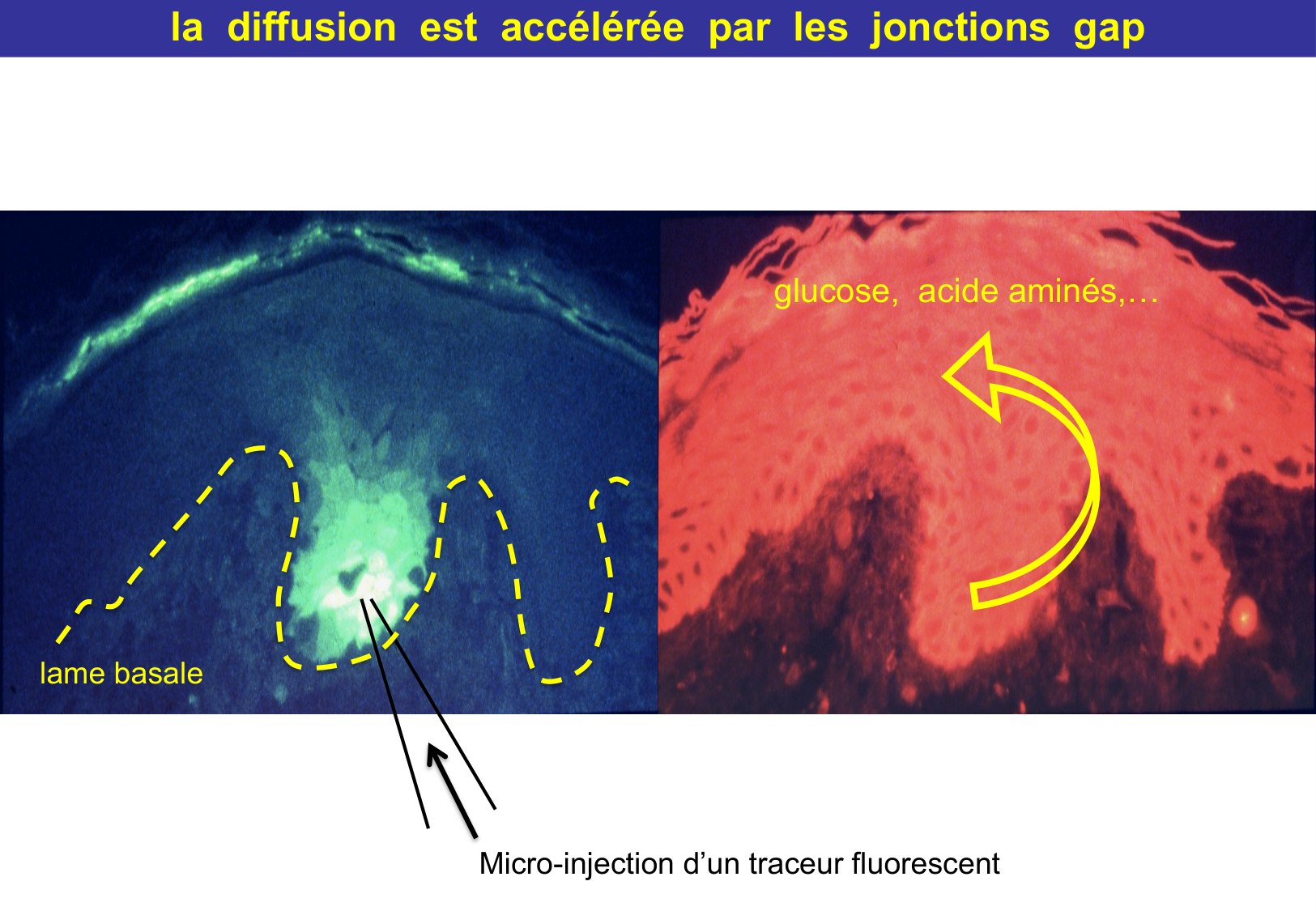 Tissu épithélial page 40