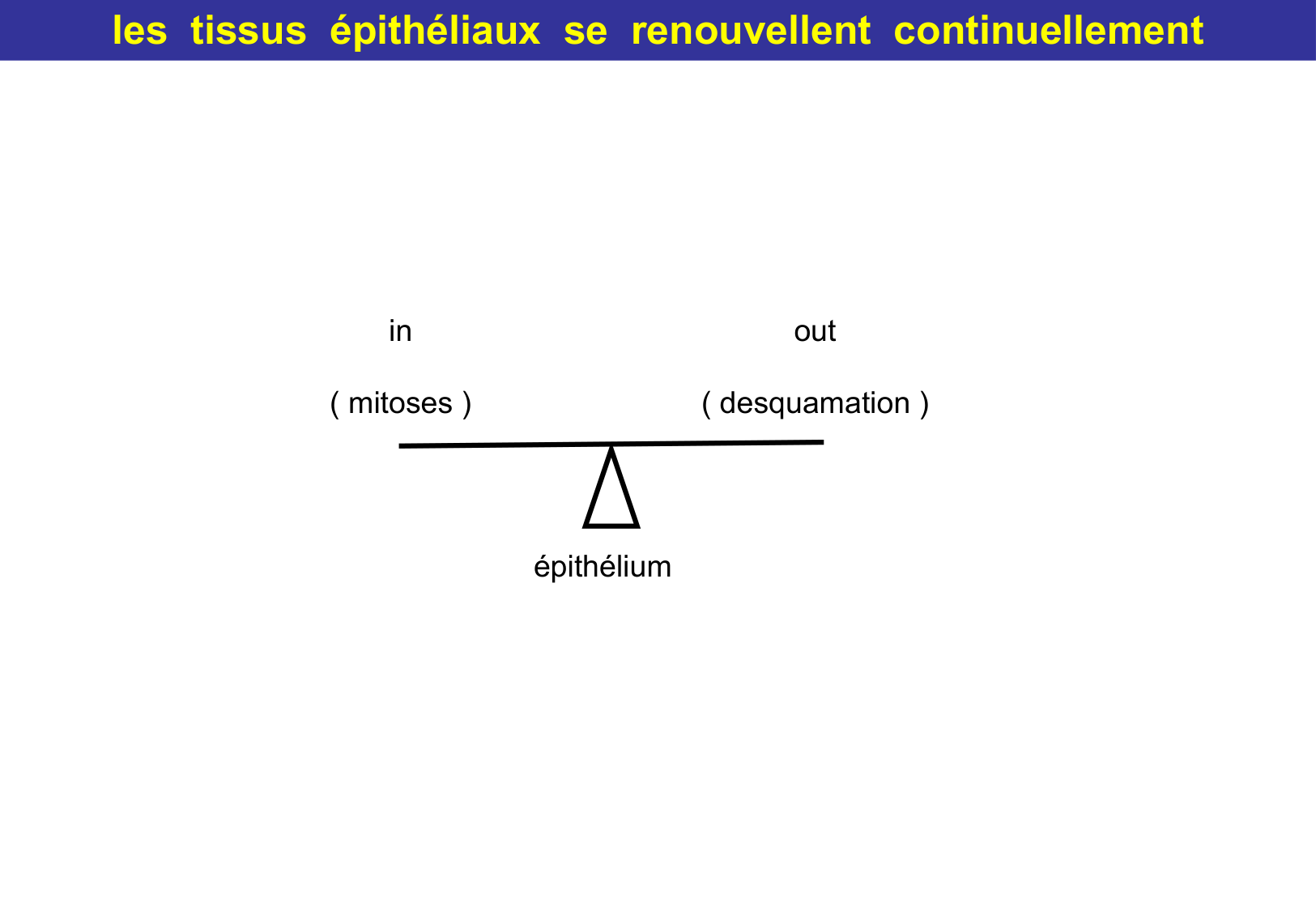 Tissu épithélial page 42