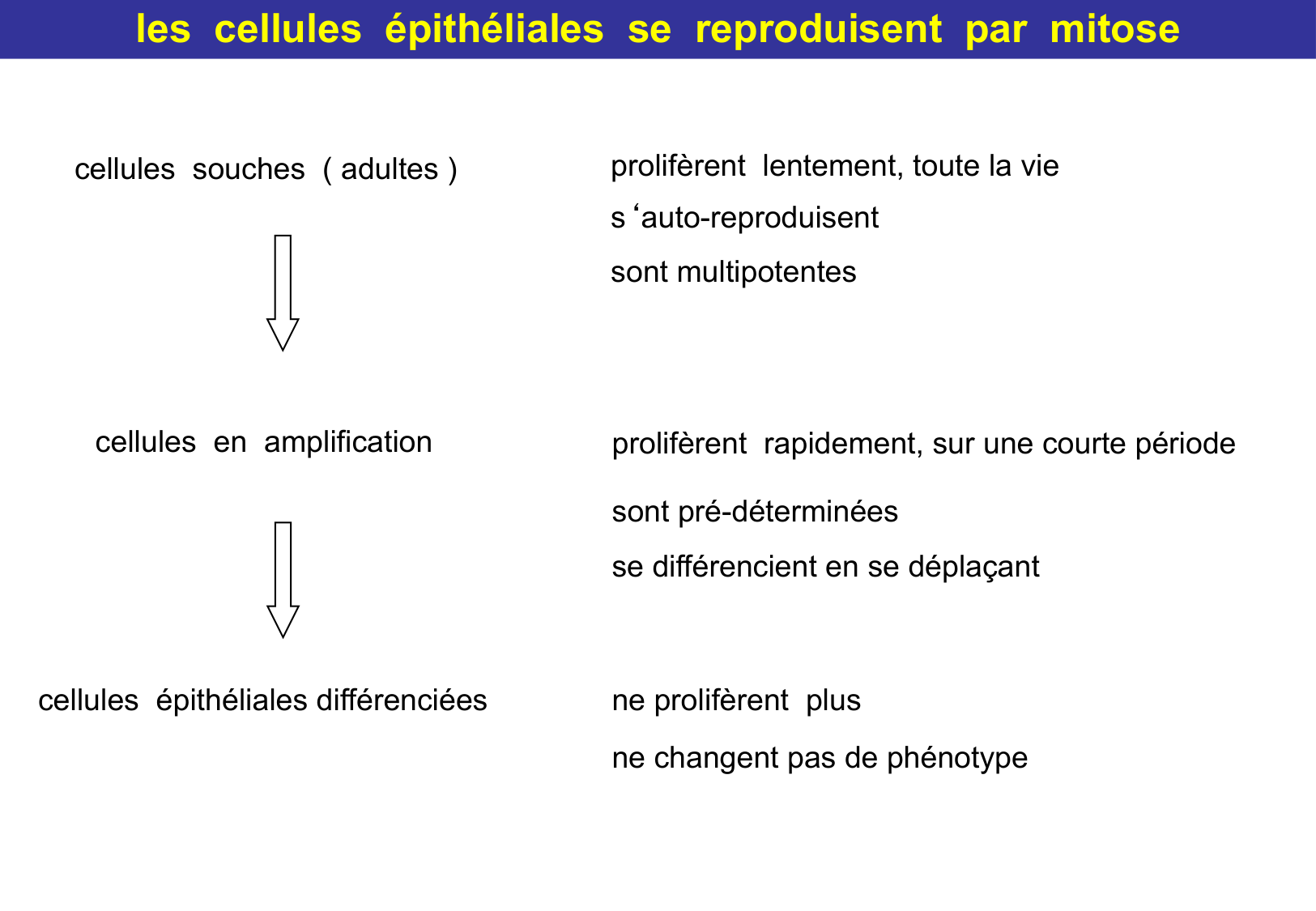 Tissu épithélial page 43