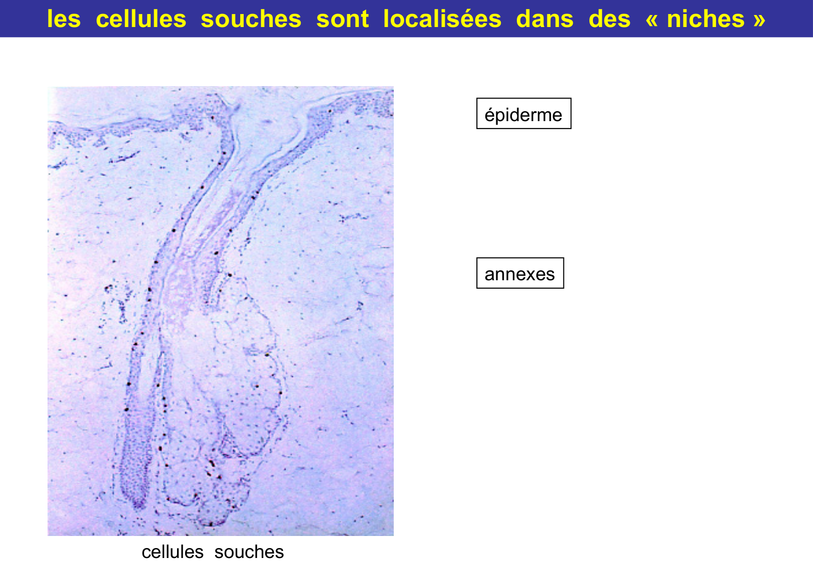Tissu épithélial page 44