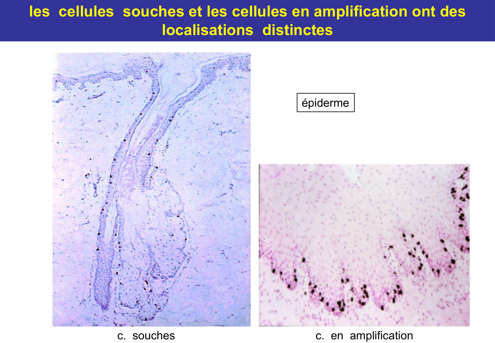 Tissu épithélial page 45
