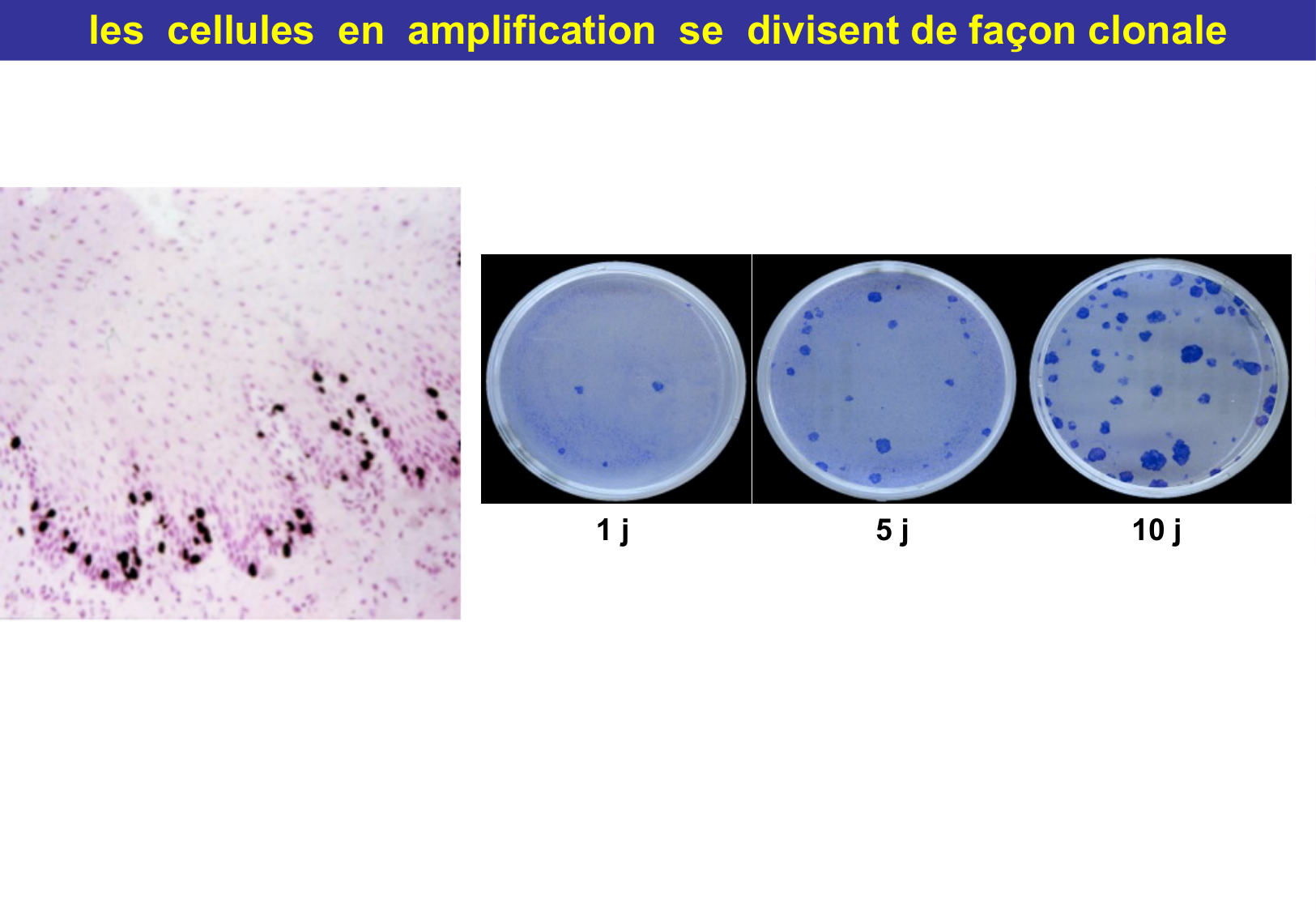 Tissu épithélial page 46