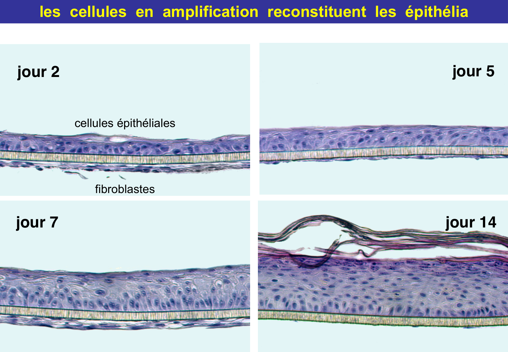 Tissu épithélial page 47