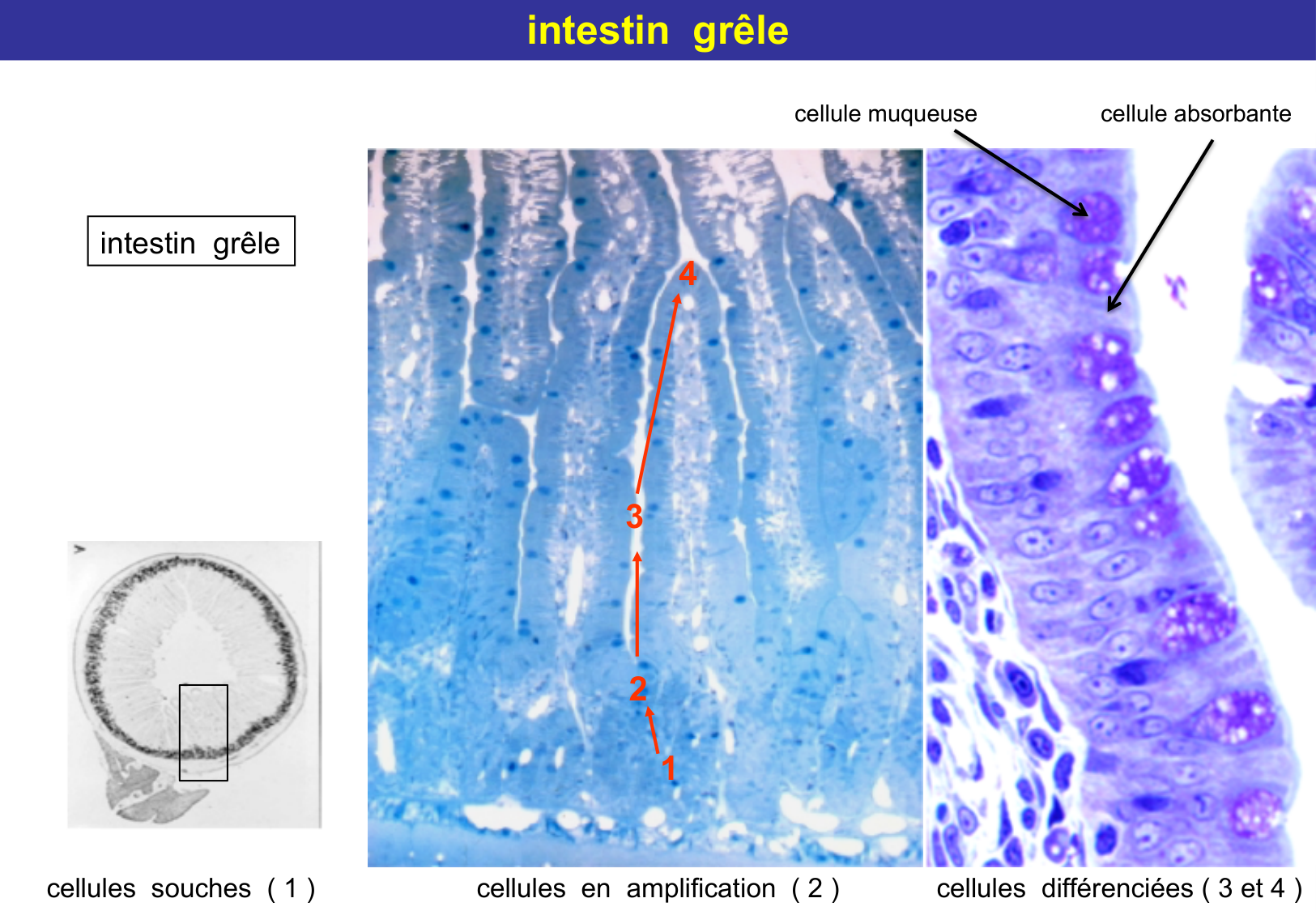 Tissu épithélial page 49
