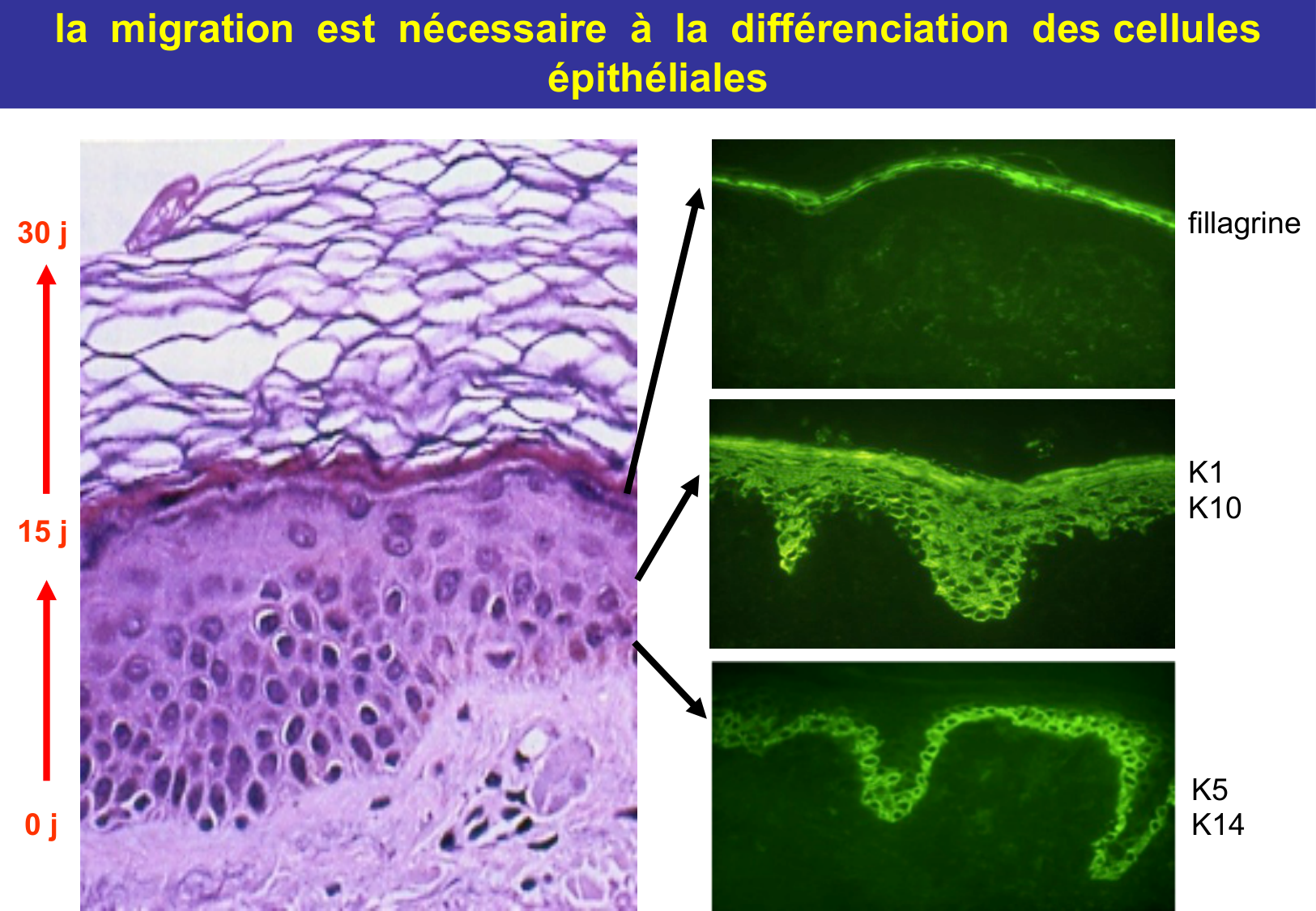 Tissu épithélial page 50