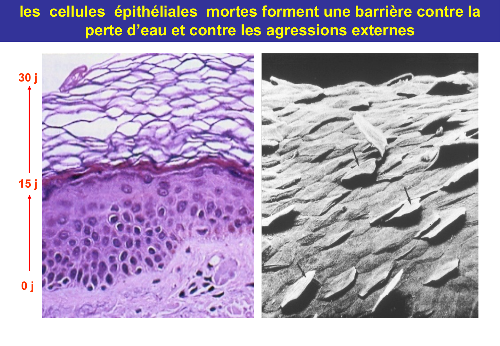 Tissu épithélial page 53