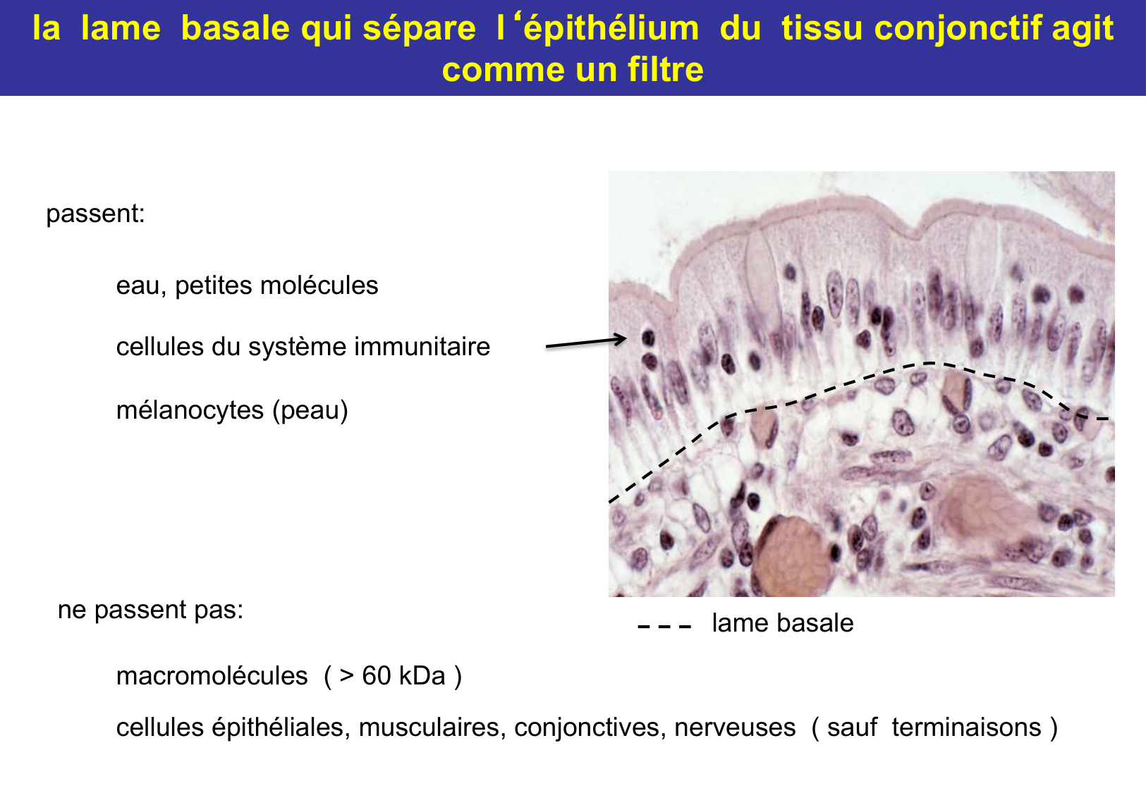 Tissu épithélial page 54