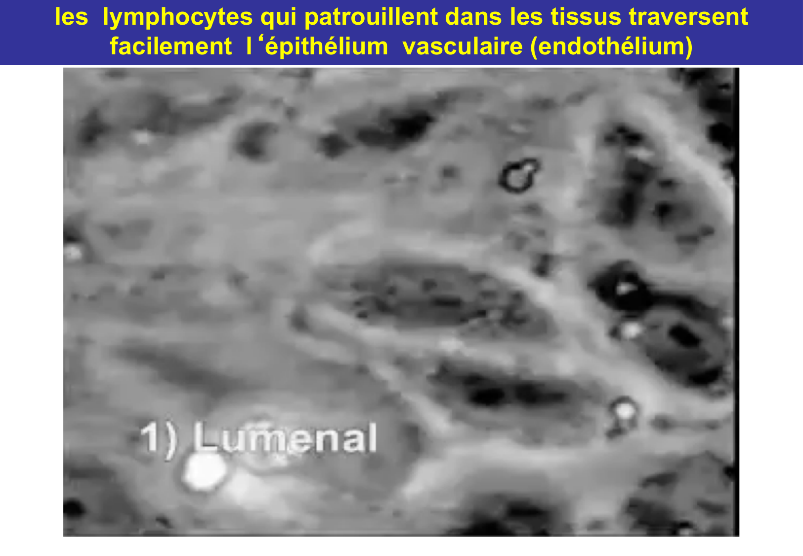 Tissu épithélial page 55