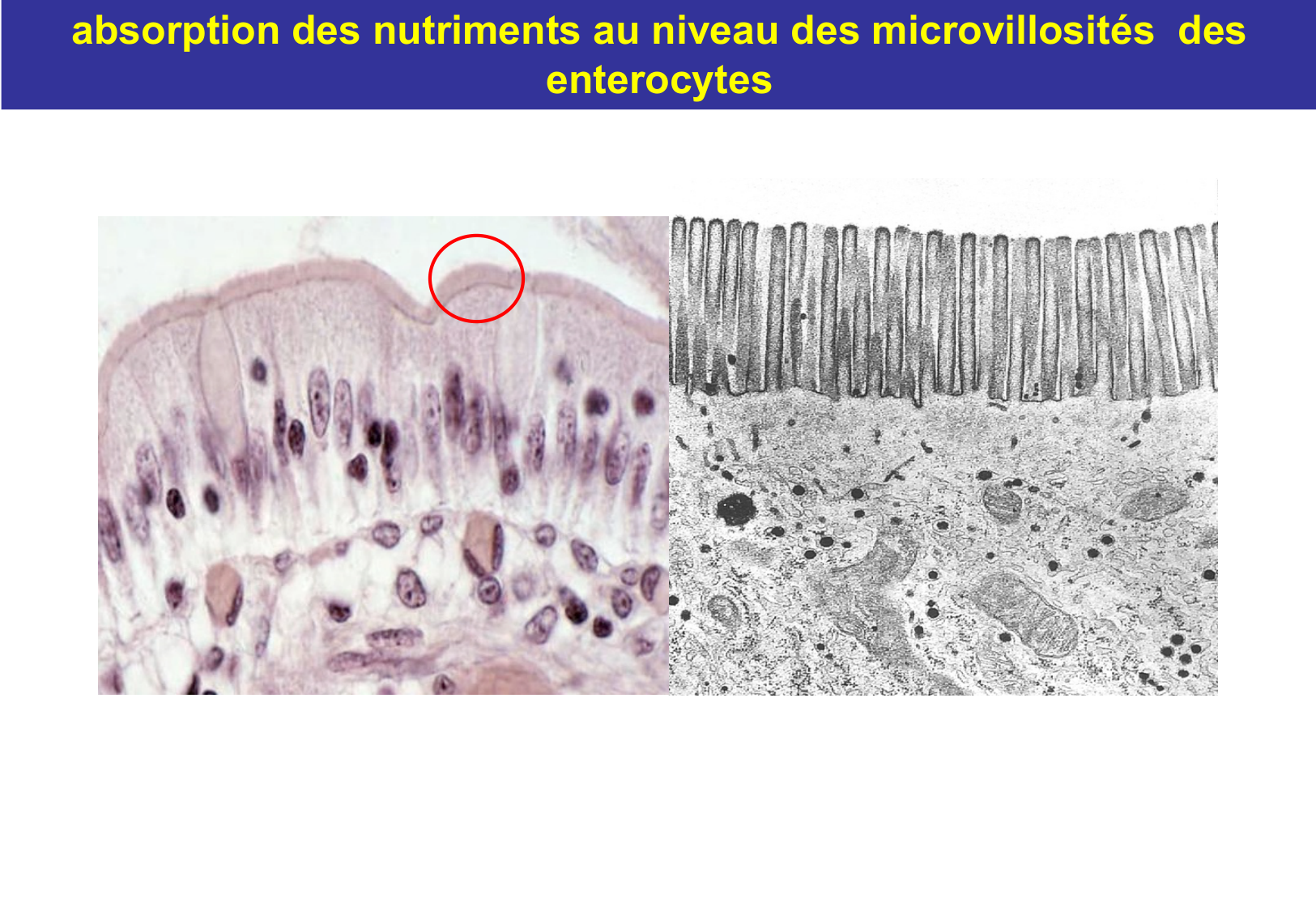 Tissu épithélial page 57