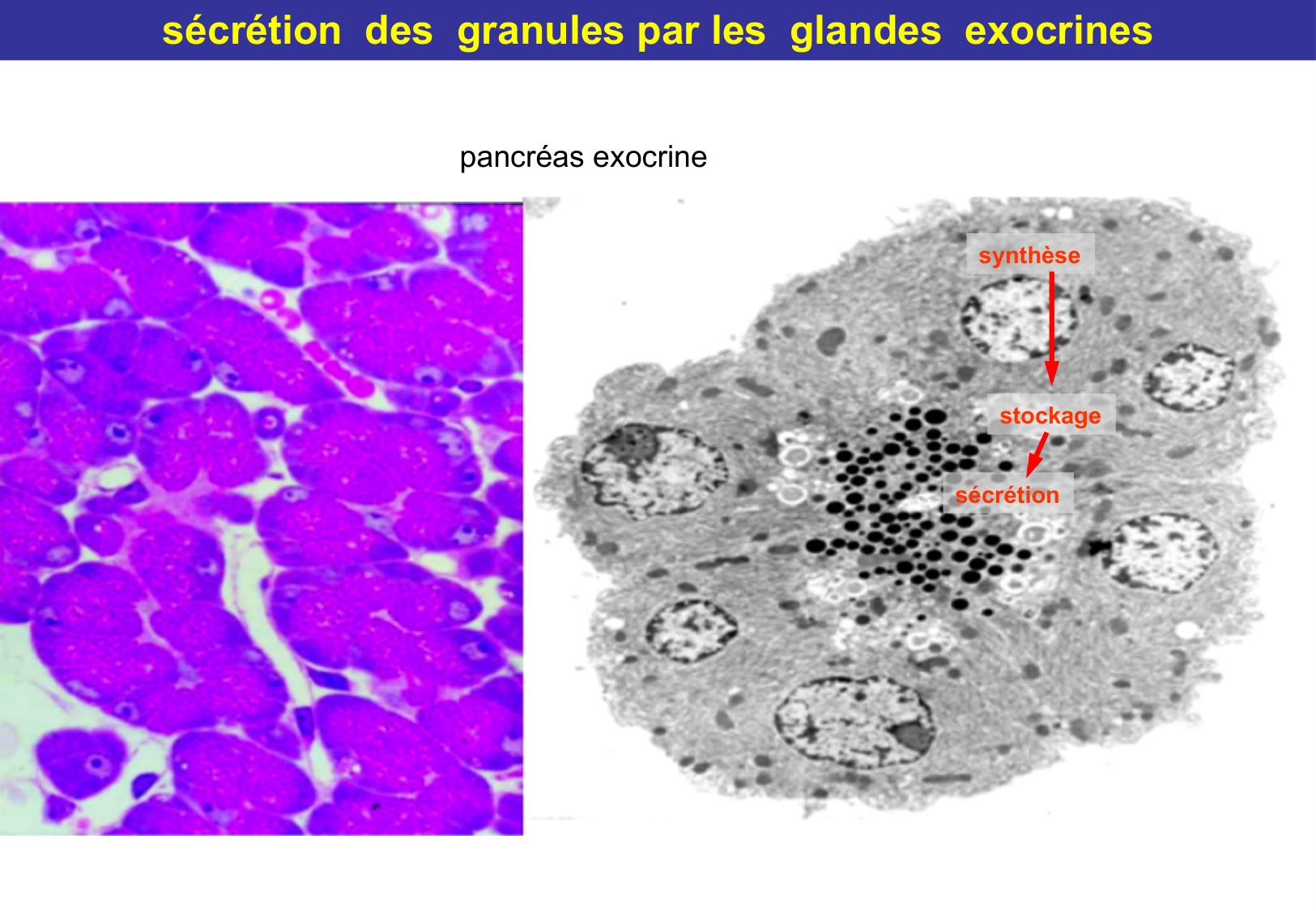 Tissu épithélial page 58