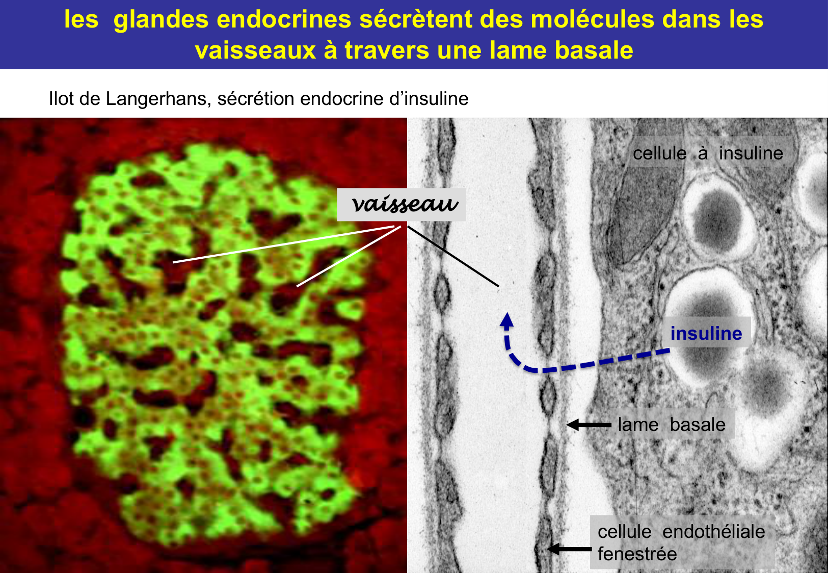Tissu épithélial page 60