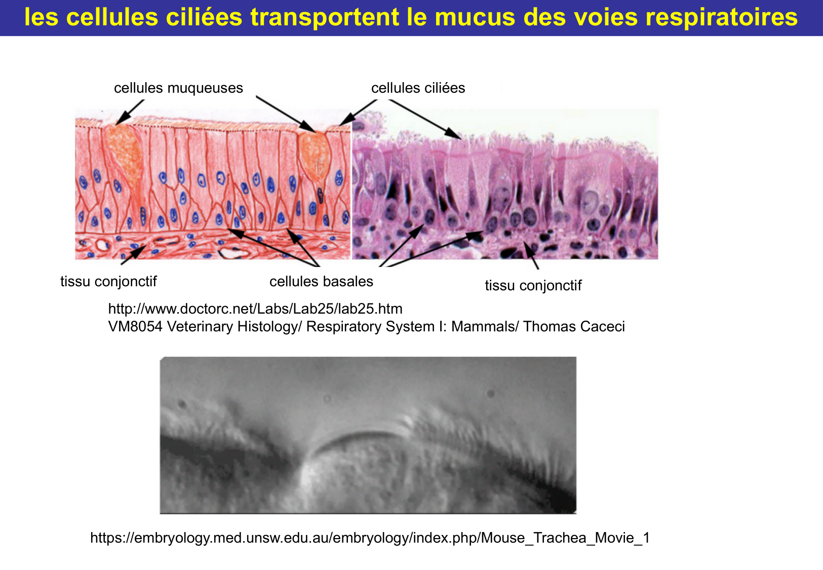Tissu épithélial page 61