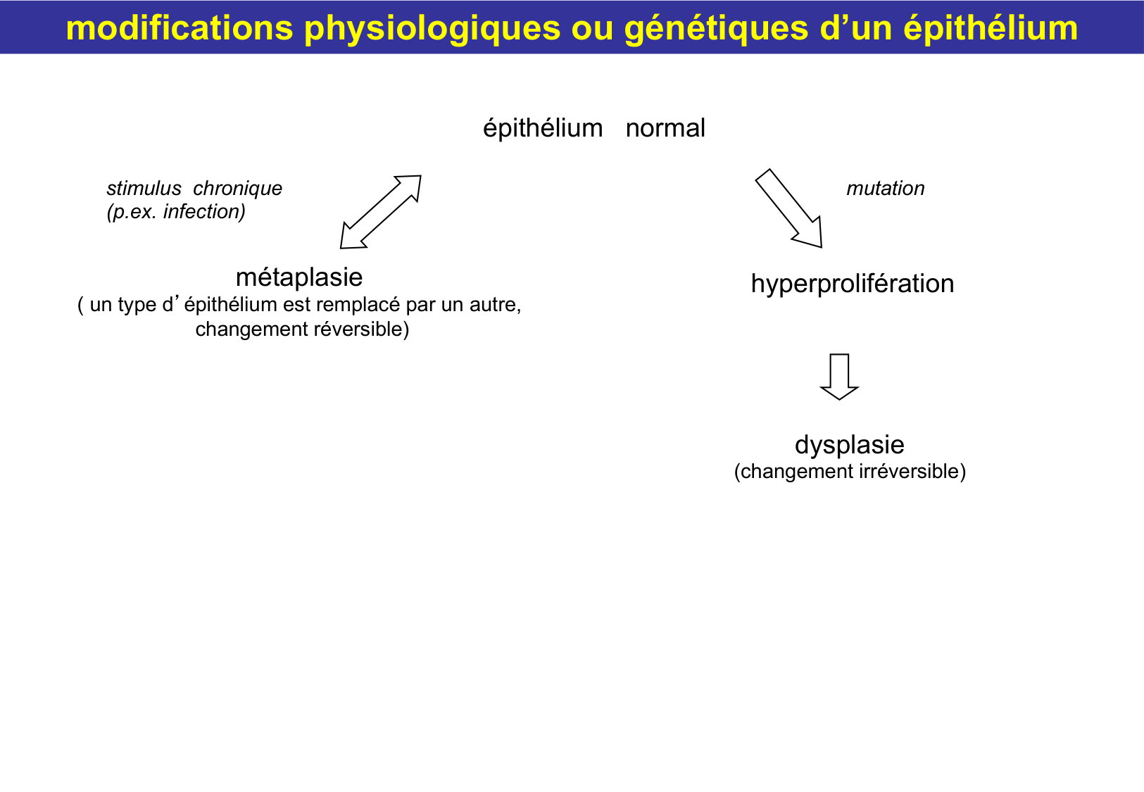 Tissu épithélial page 66