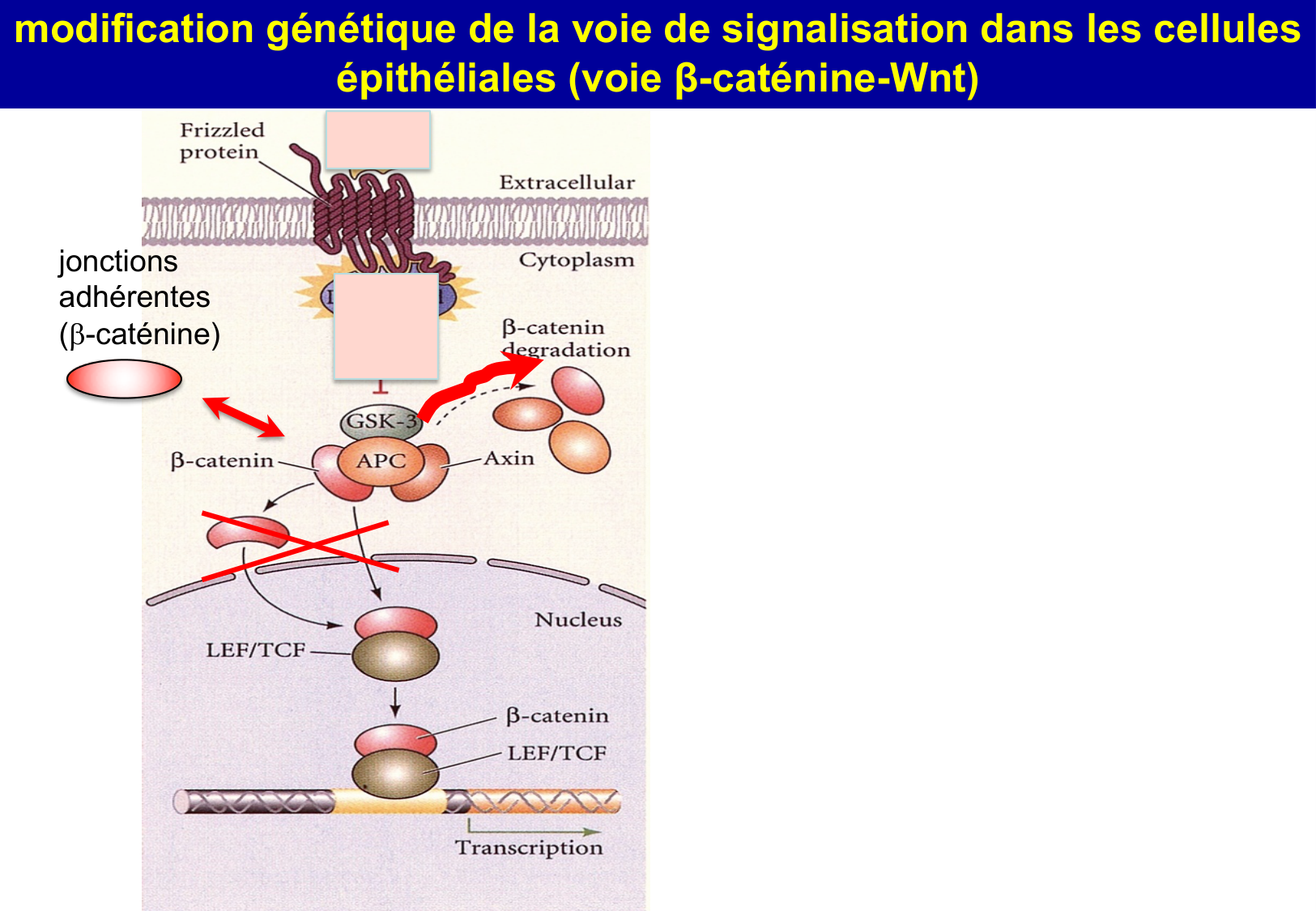 Tissu épithélial page 67