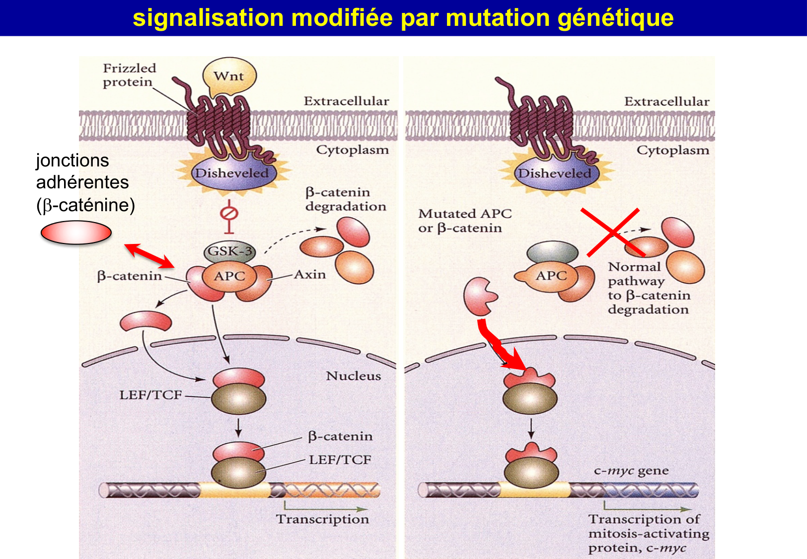 Tissu épithélial page 68