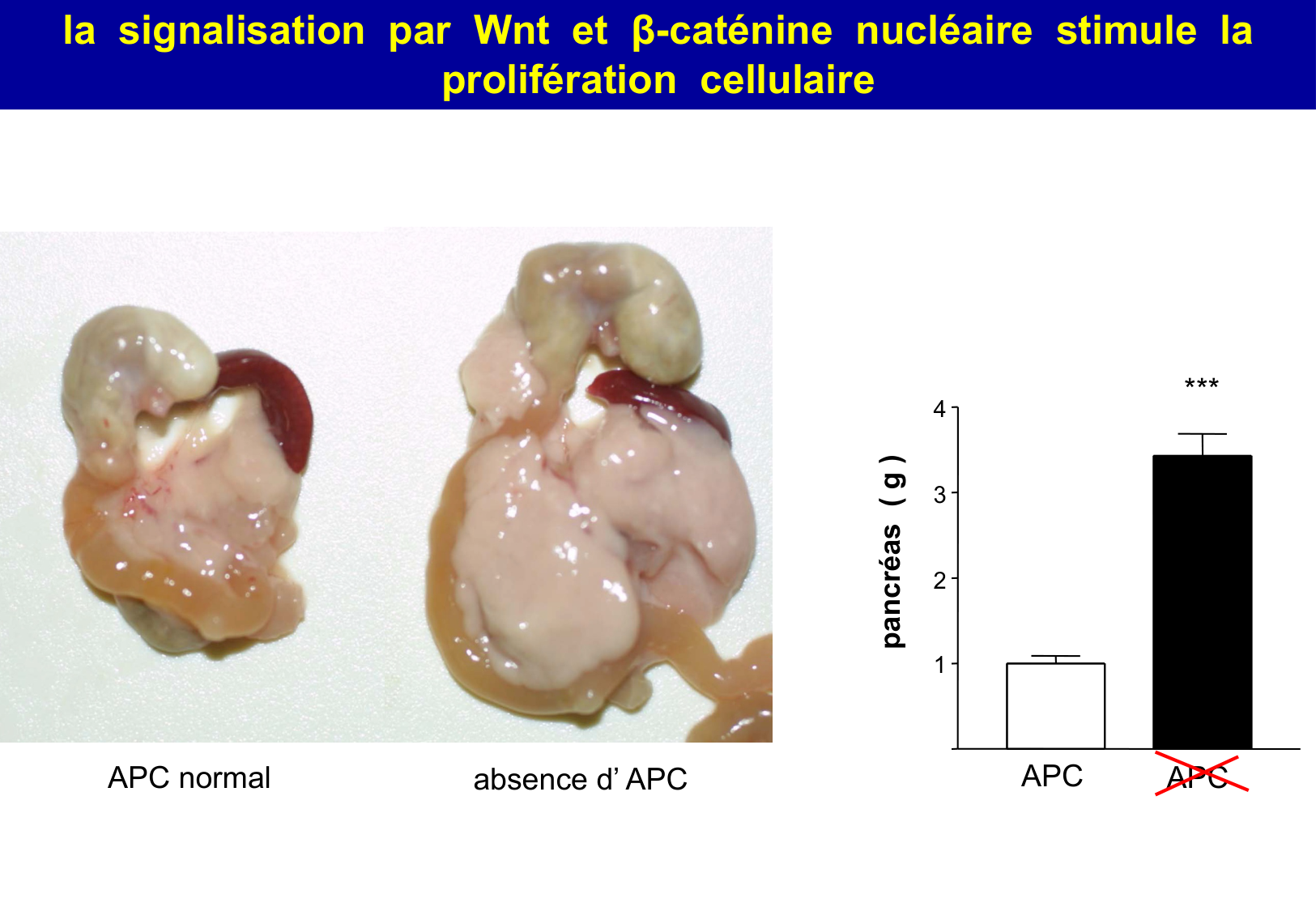 Tissu épithélial page 69