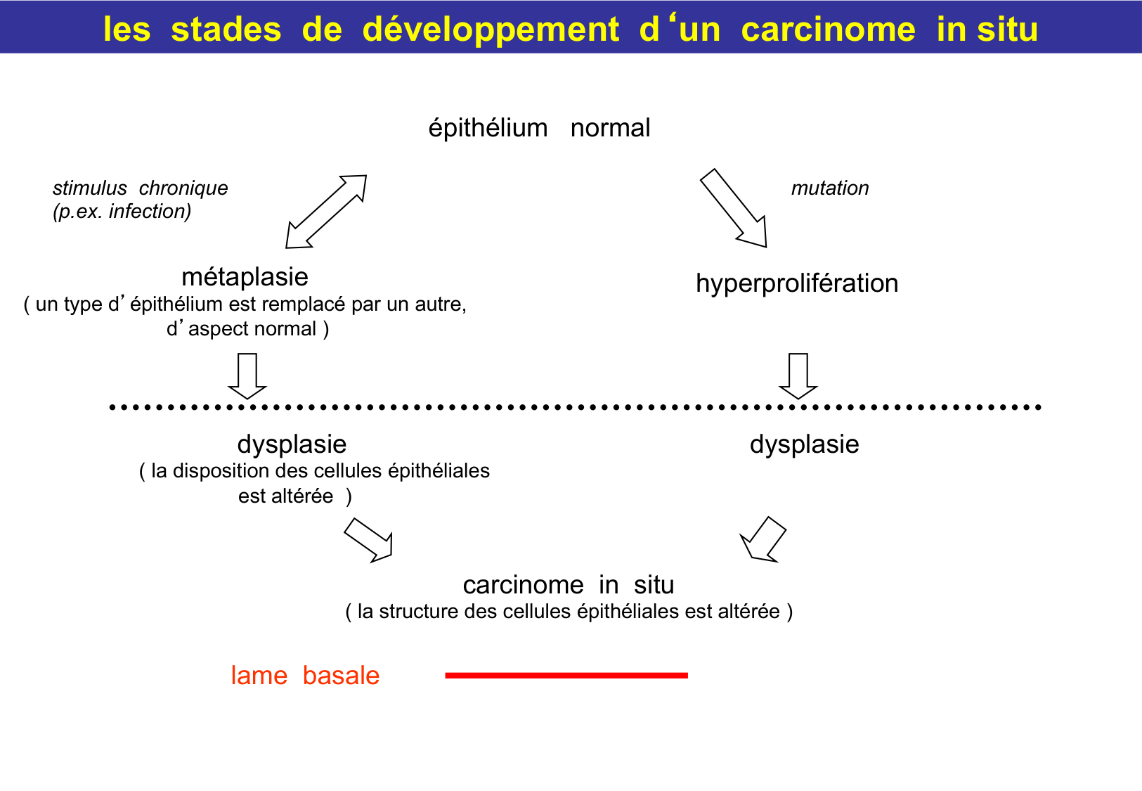 Tissu épithélial page 71