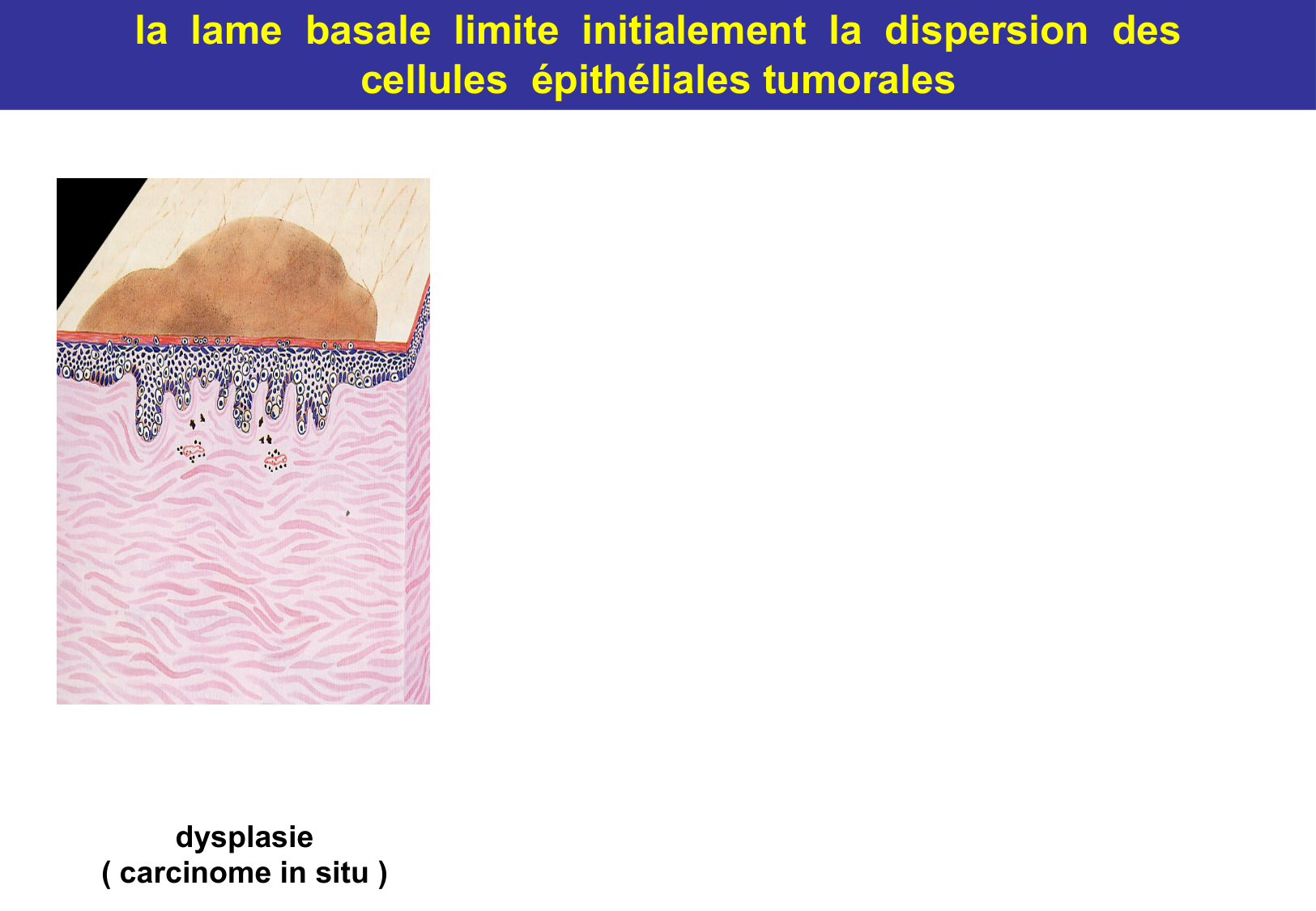 Tissu épithélial page 72