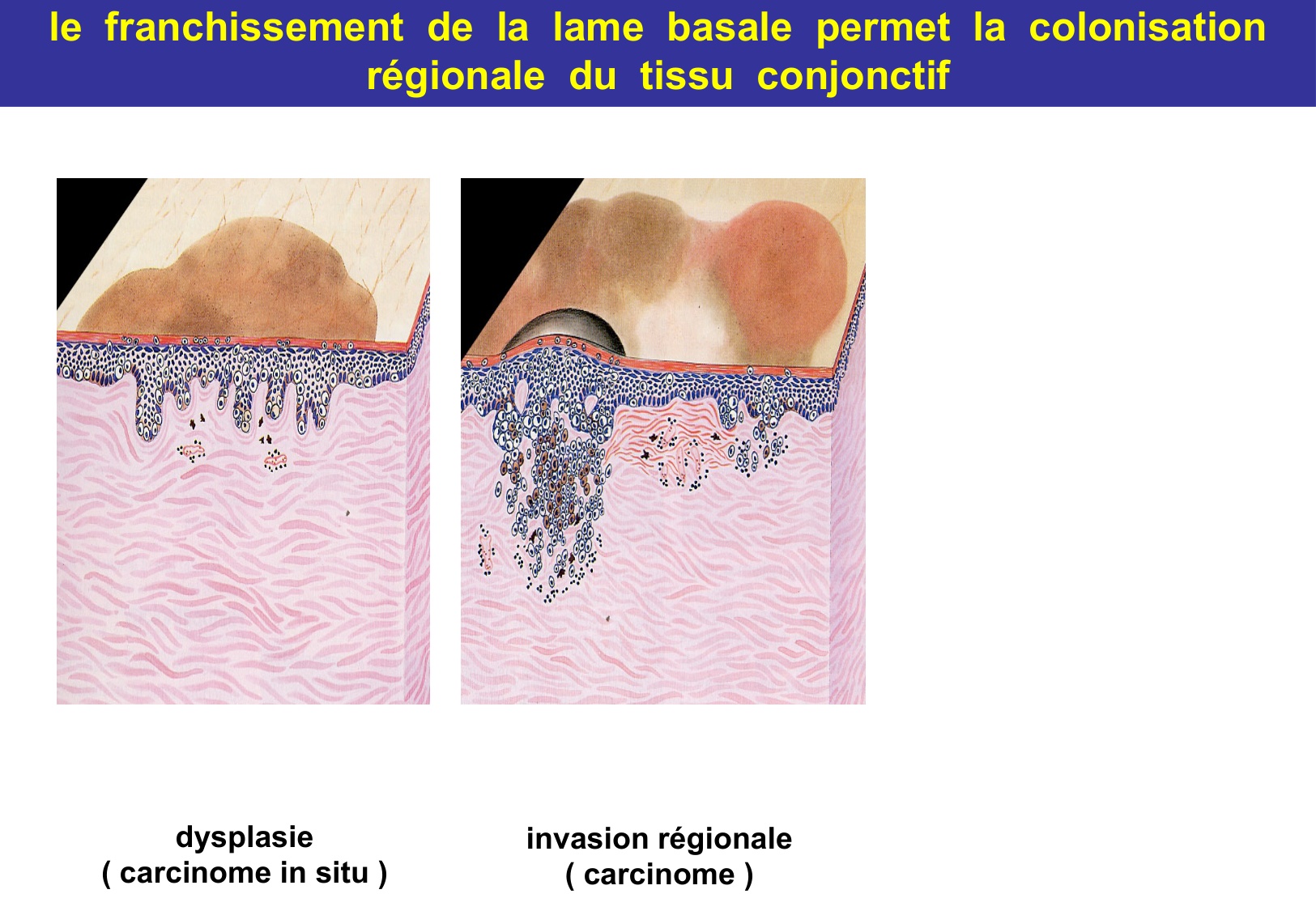 Tissu épithélial page 74