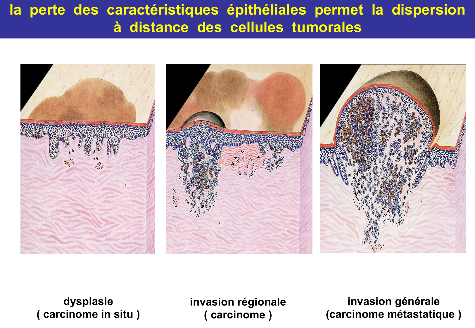 Tissu épithélial page 75
