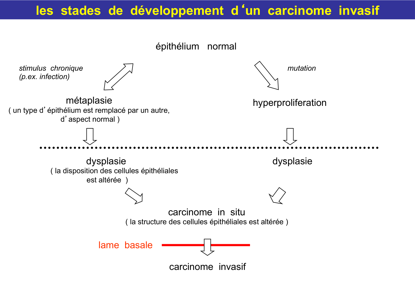Tissu épithélial page 76