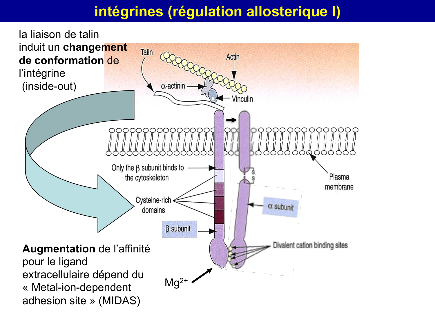 Tissu conjonctif page 6
