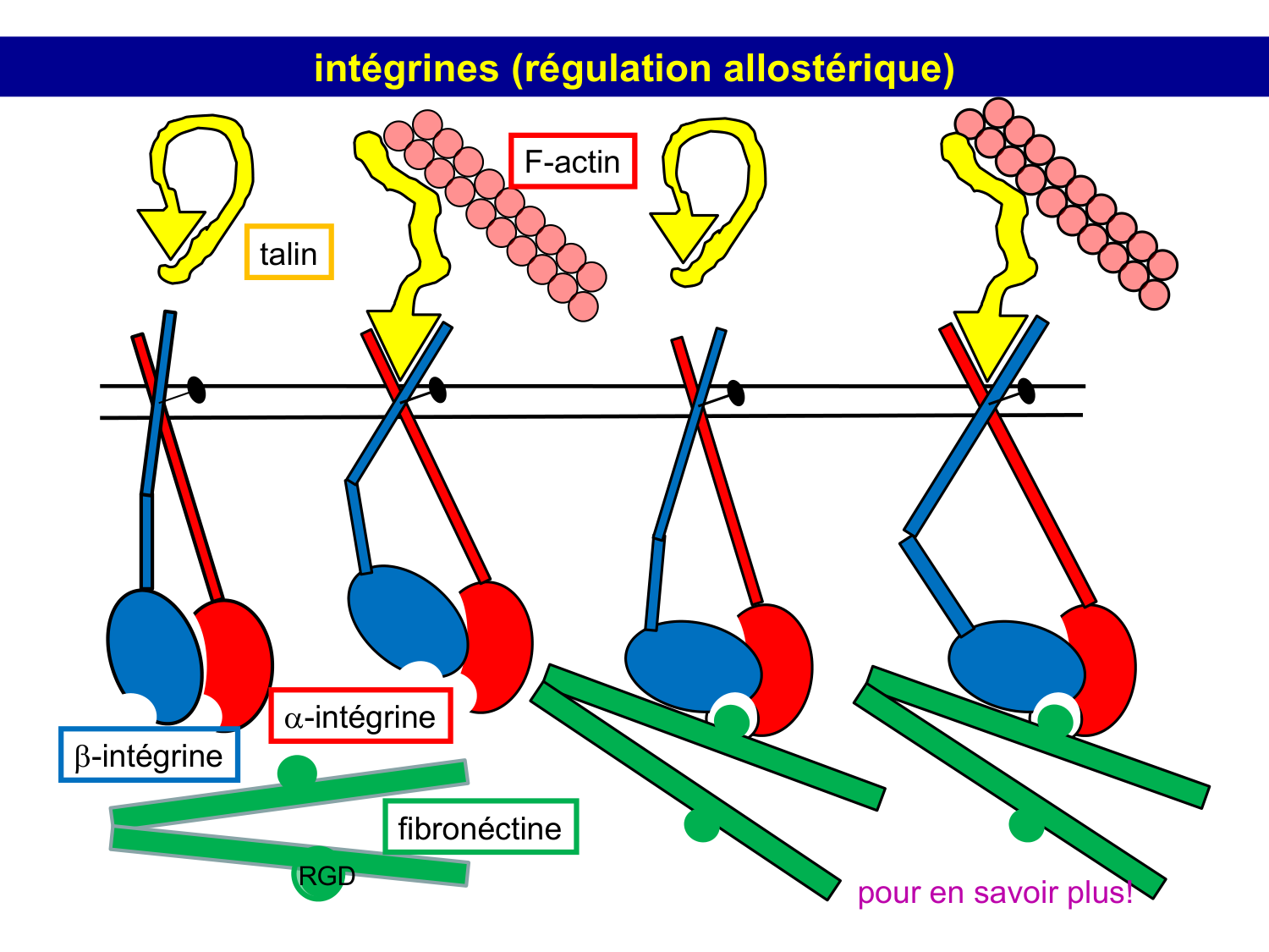 Tissu conjonctif page 7