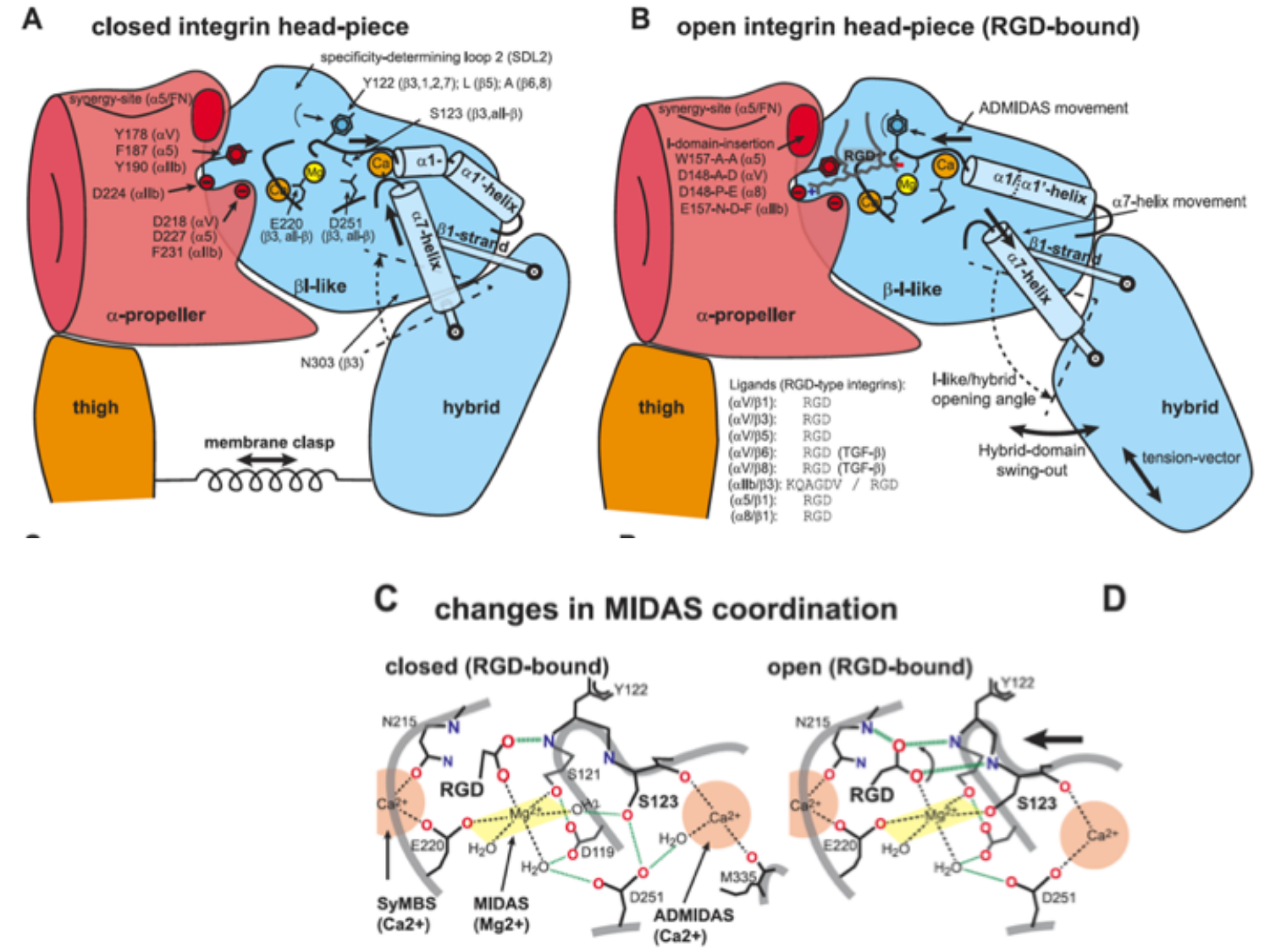 Tissu conjonctif page 8
