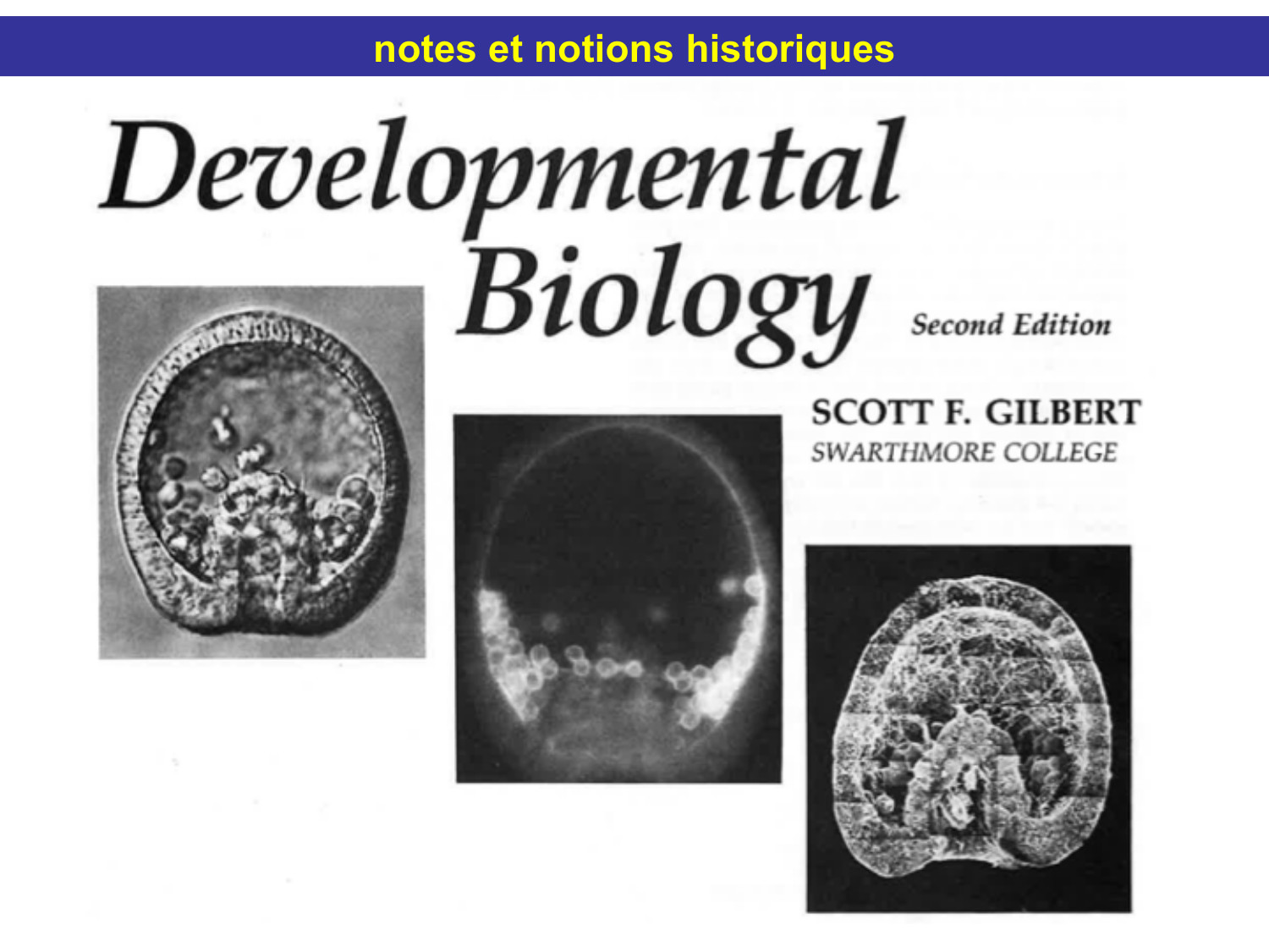 Tissu conjonctif page 9