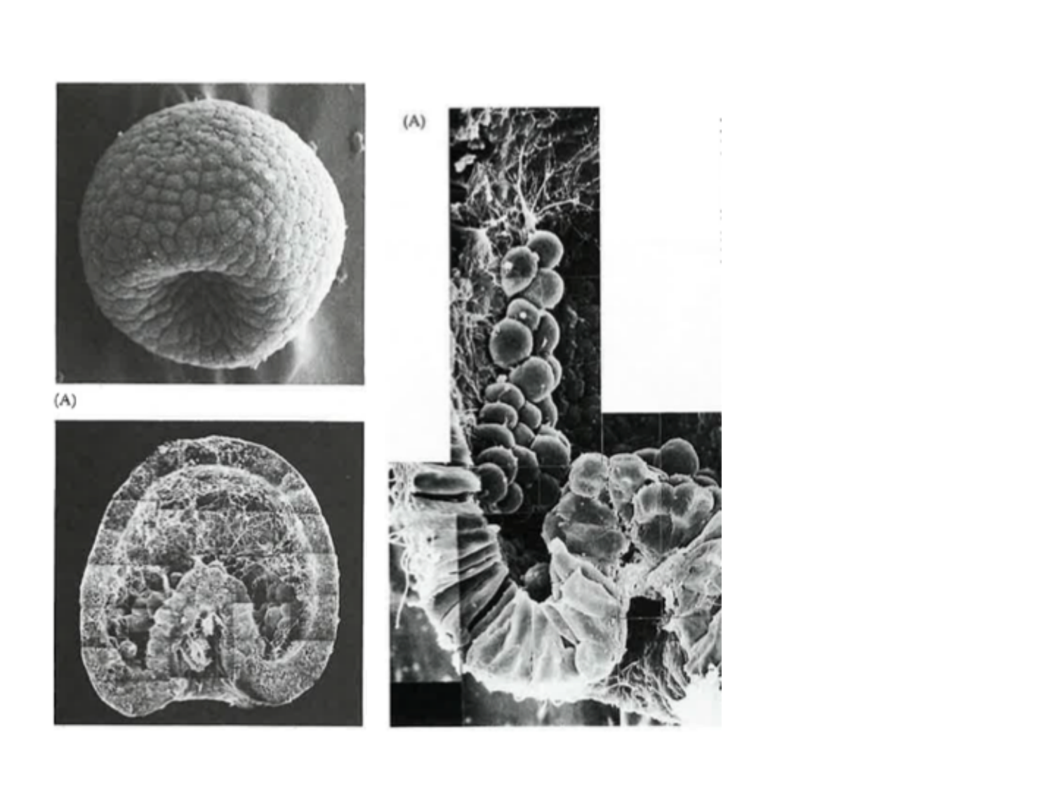 Tissu conjonctif page 10