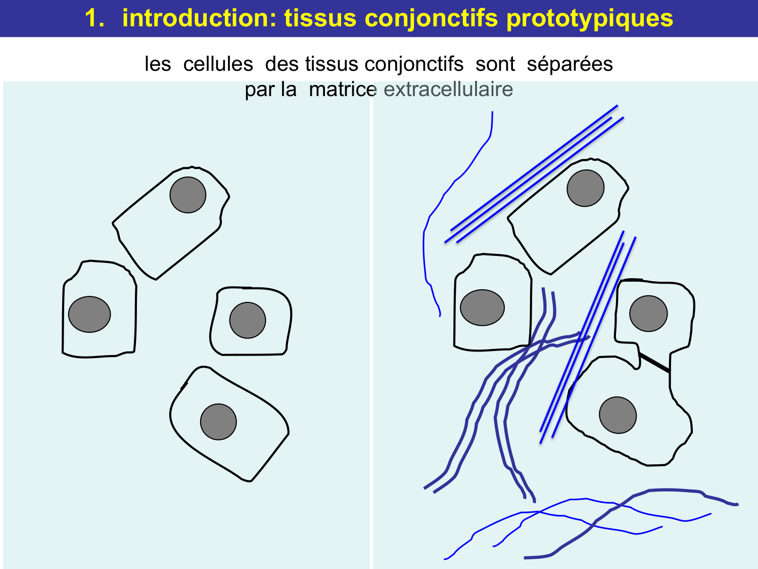 Tissu conjonctif page 13