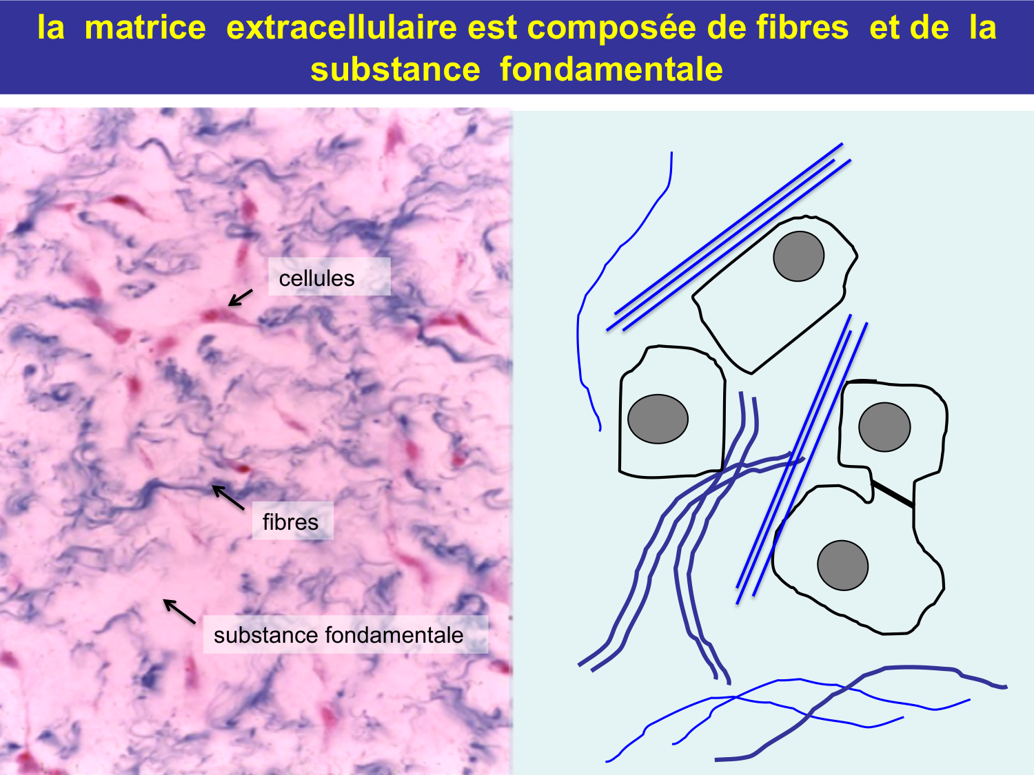 Tissu conjonctif page 14