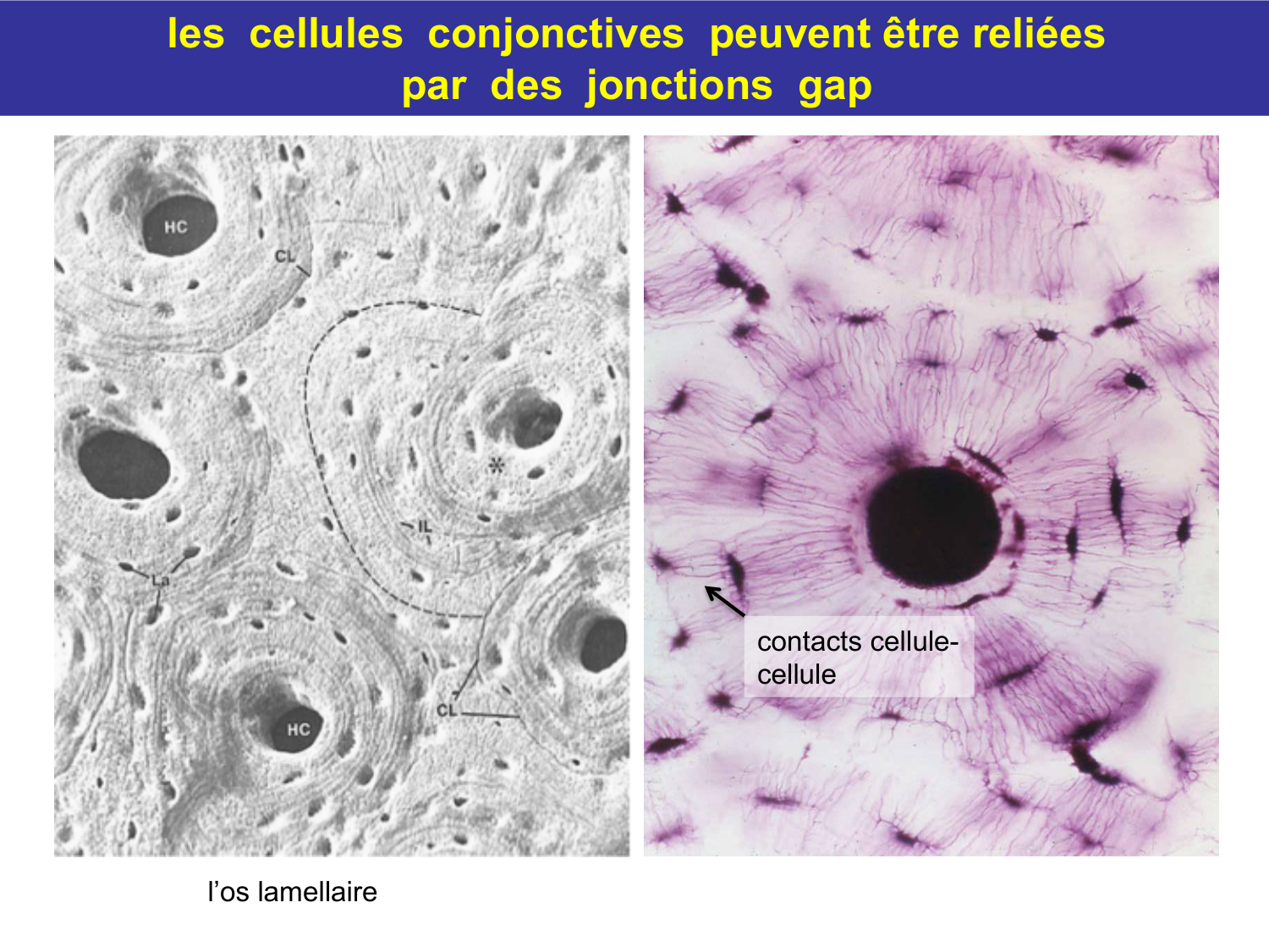 Tissu conjonctif page 15