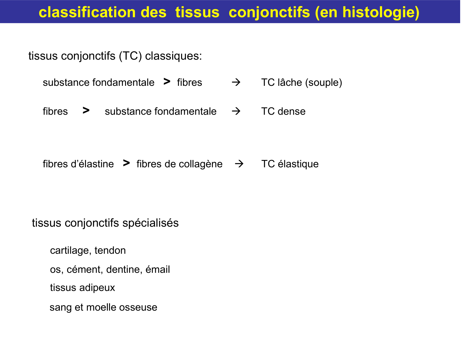 Tissu conjonctif page 16